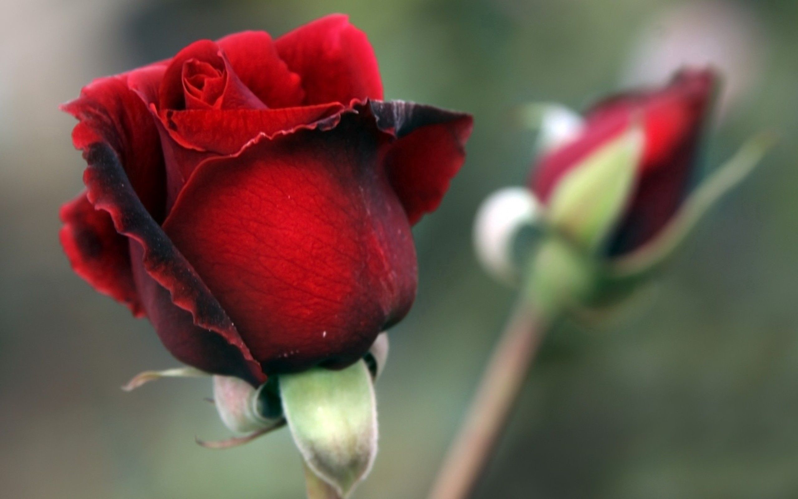 Téléchargez des papiers peints mobile Macro, Pétales, Rose, Une Rose gratuitement.