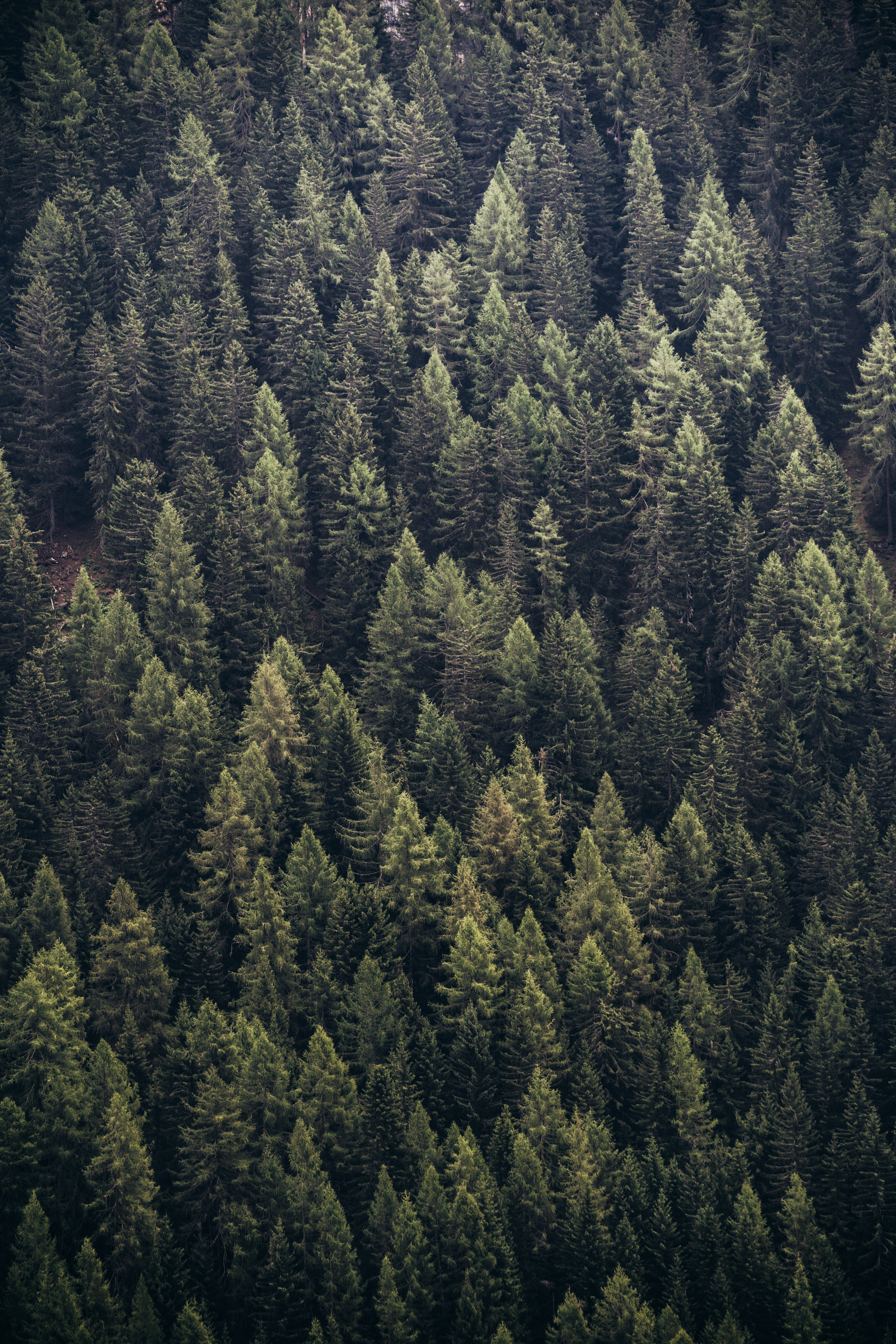 Download mobile wallpaper Needles, View From Above, Forest, Pine, Trees, Nature for free.