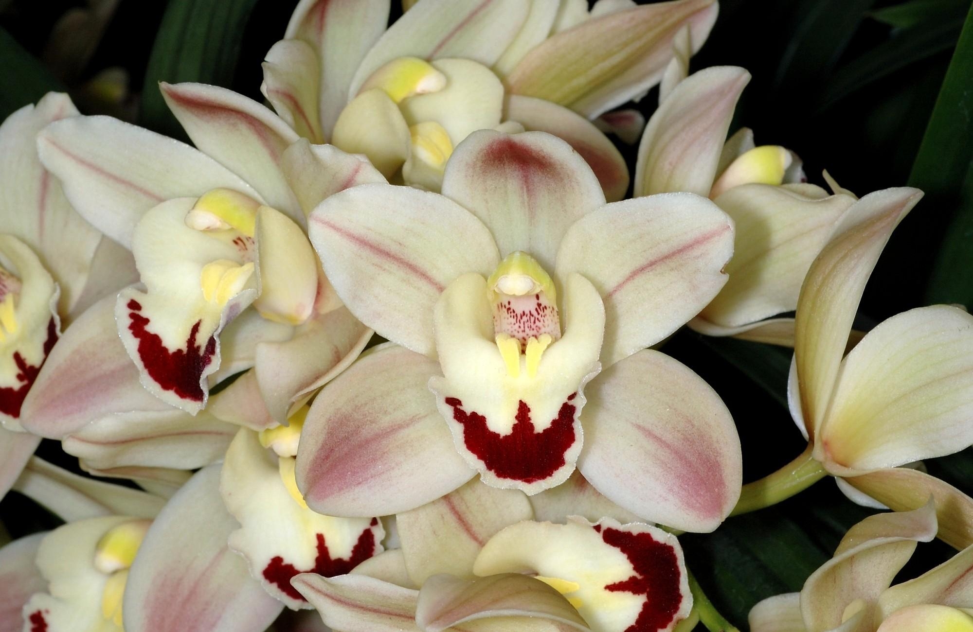 Baixe gratuitamente a imagem Flores, Flor, Fechar Se, Close Up, Orquídea na área de trabalho do seu PC