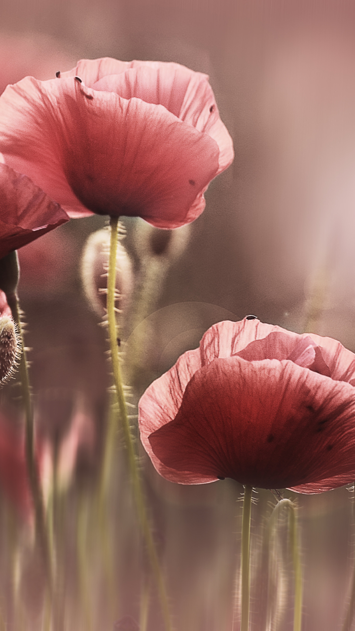 Handy-Wallpaper Blumen, Mohn, Blume, Erde/natur kostenlos herunterladen.