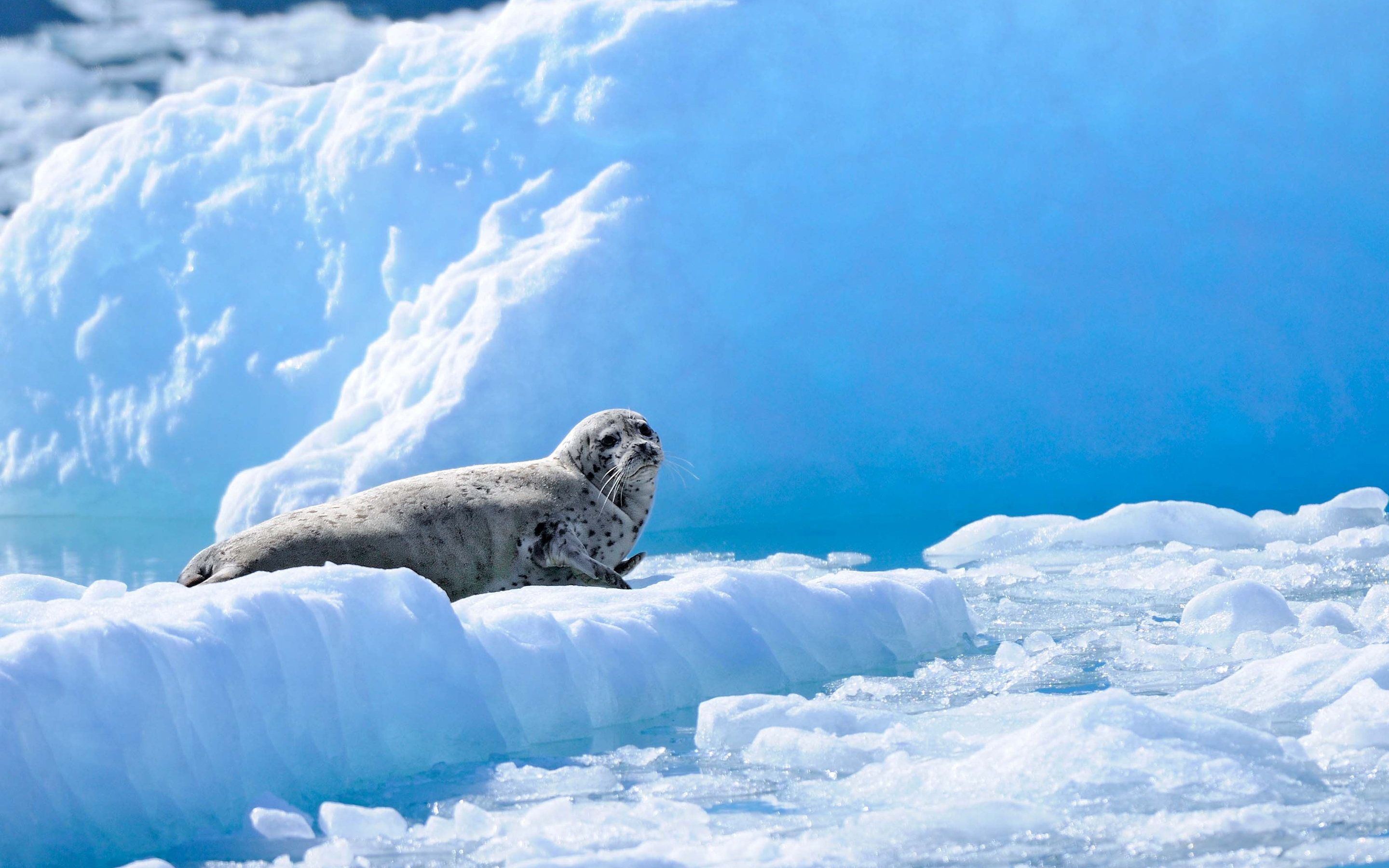 316268 descargar fondo de pantalla animales, foca, focas: protectores de pantalla e imágenes gratis