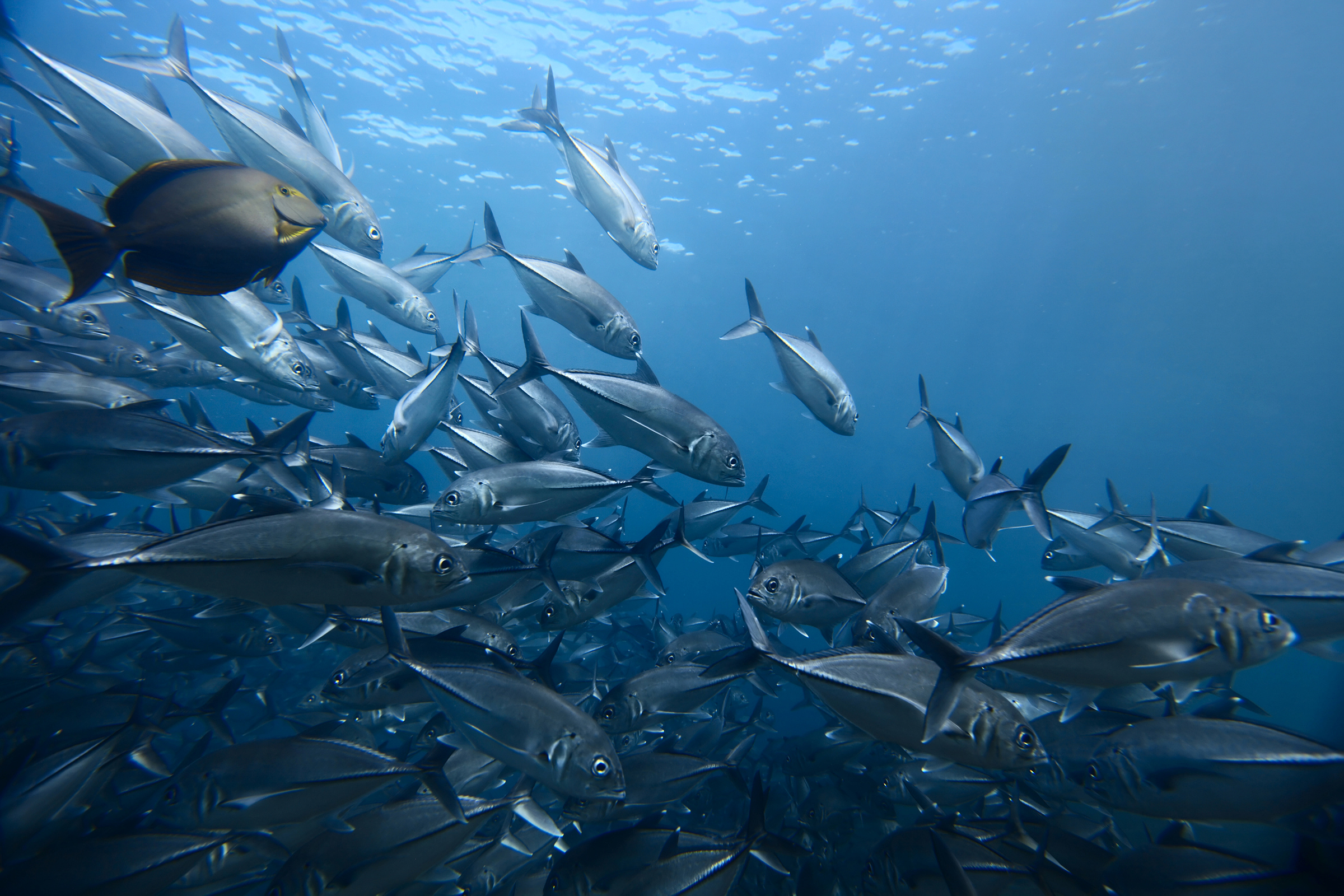 Laden Sie das Tiere, Fische, Fisch, Unterwasser, Seeleben-Bild kostenlos auf Ihren PC-Desktop herunter