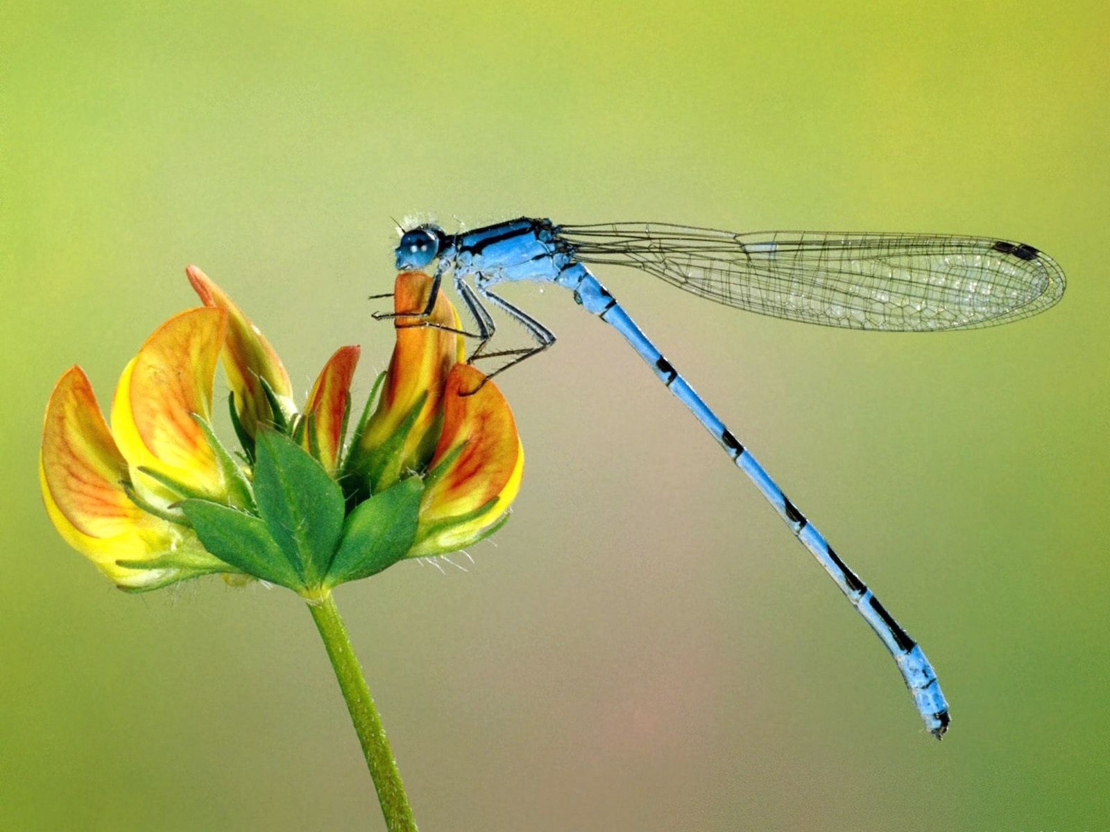 無料モバイル壁紙昆虫, 花, 大きい, マクロ, フライト, 翼, 逃走をダウンロードします。