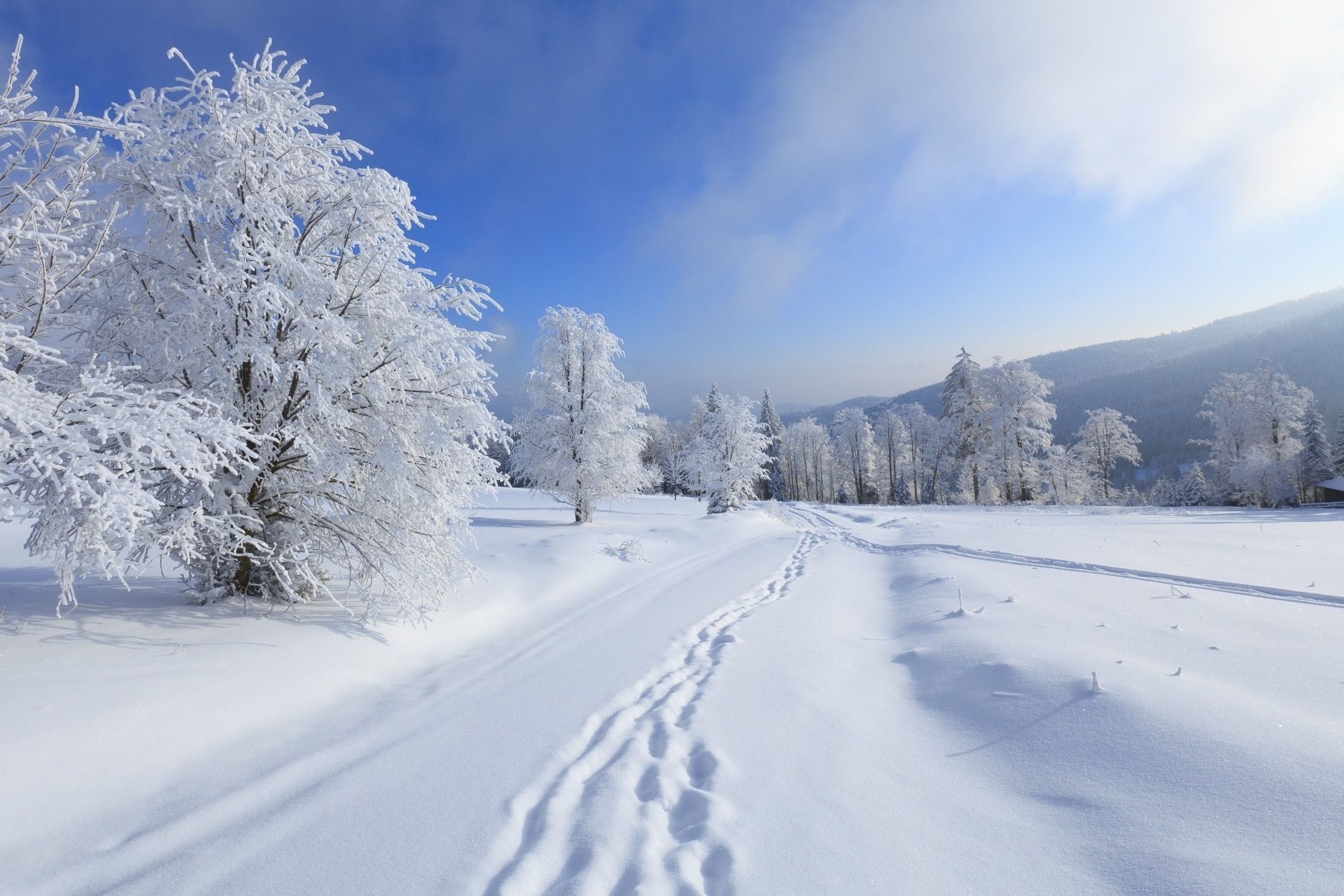 Скачать обои бесплатно Зима, Снег, Дерево, След, Земля/природа картинка на рабочий стол ПК