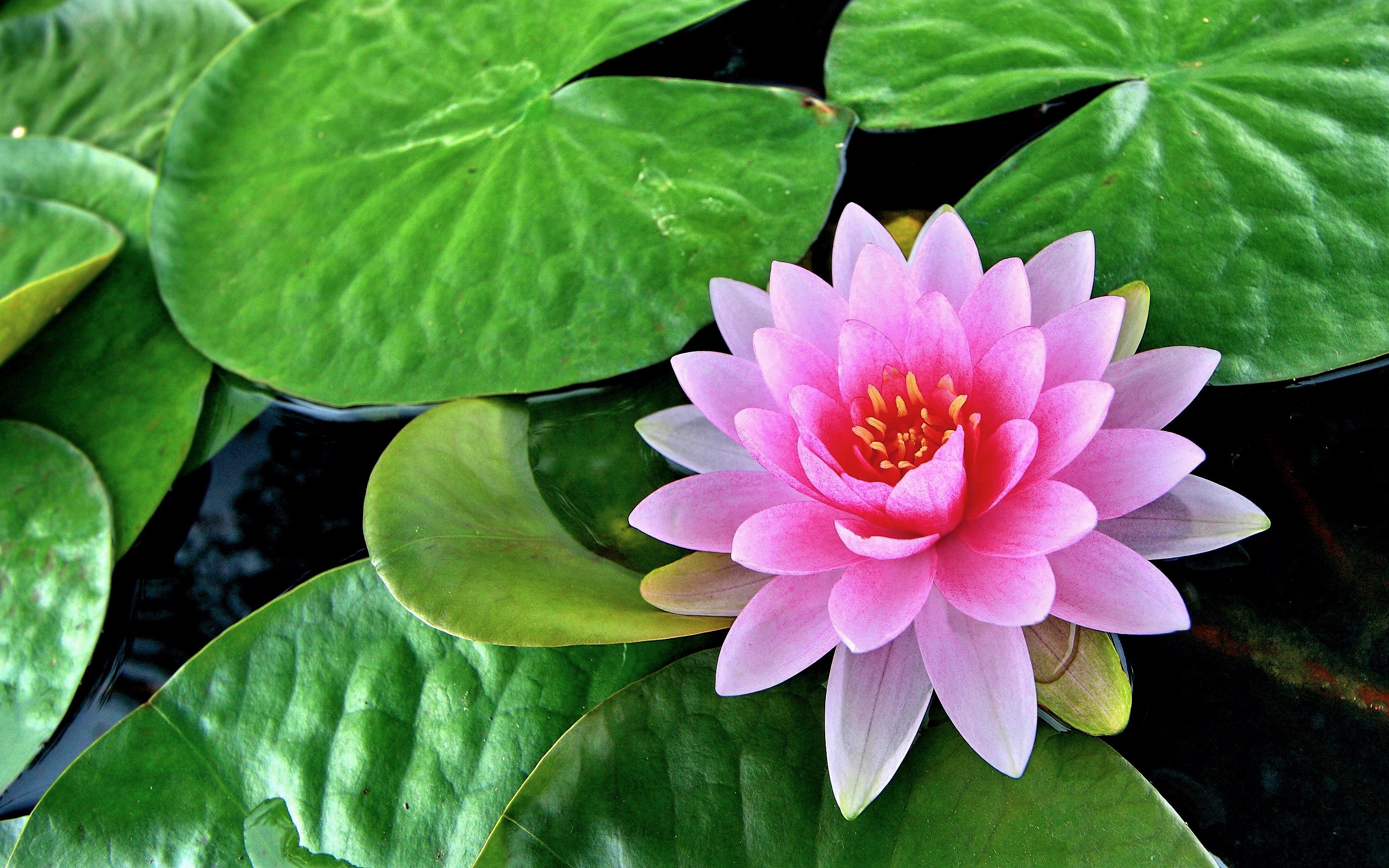 Laden Sie das Lotus, Blume, Teich, Erde/natur, Pinke Blume, Seerosenblatt-Bild kostenlos auf Ihren PC-Desktop herunter