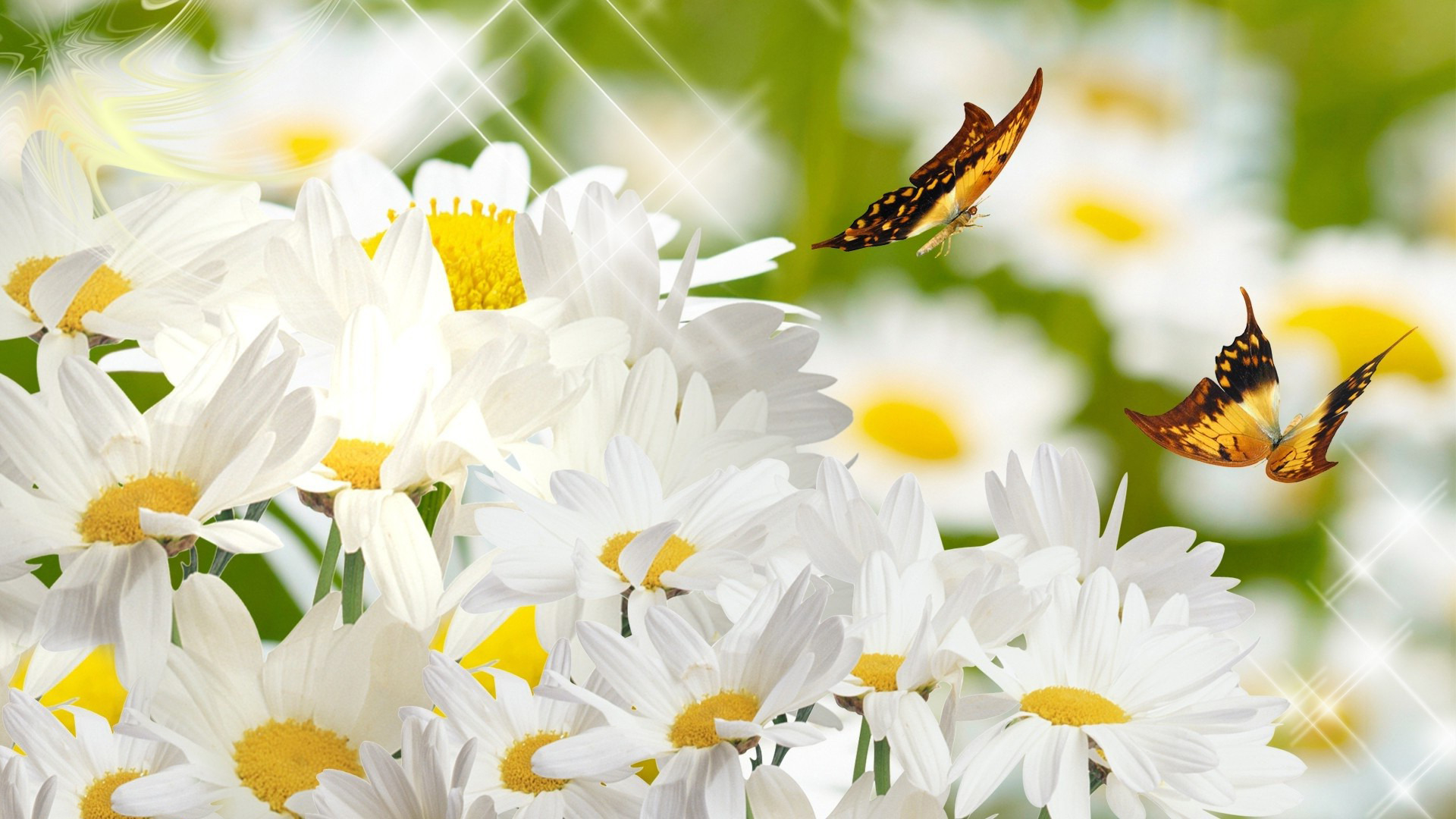 Free download wallpaper Flowers, Flower, Butterfly, Artistic, Daisy, White Flower on your PC desktop