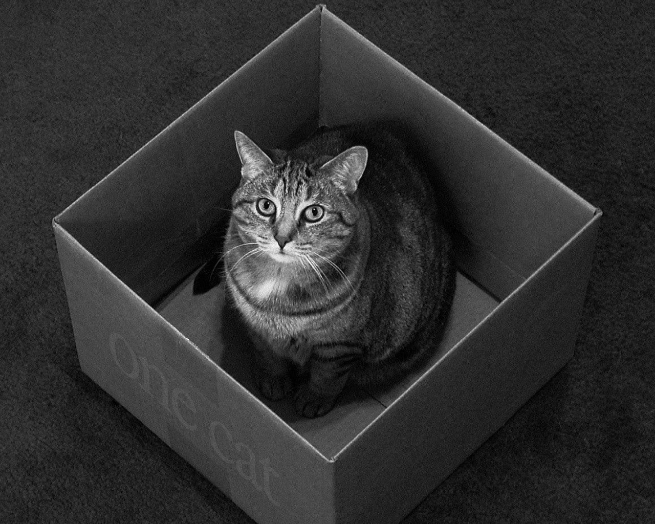 143910 завантажити шпалери тварини, сидіти, кіт, кішка, чб, коробка, ящик - заставки і картинки безкоштовно