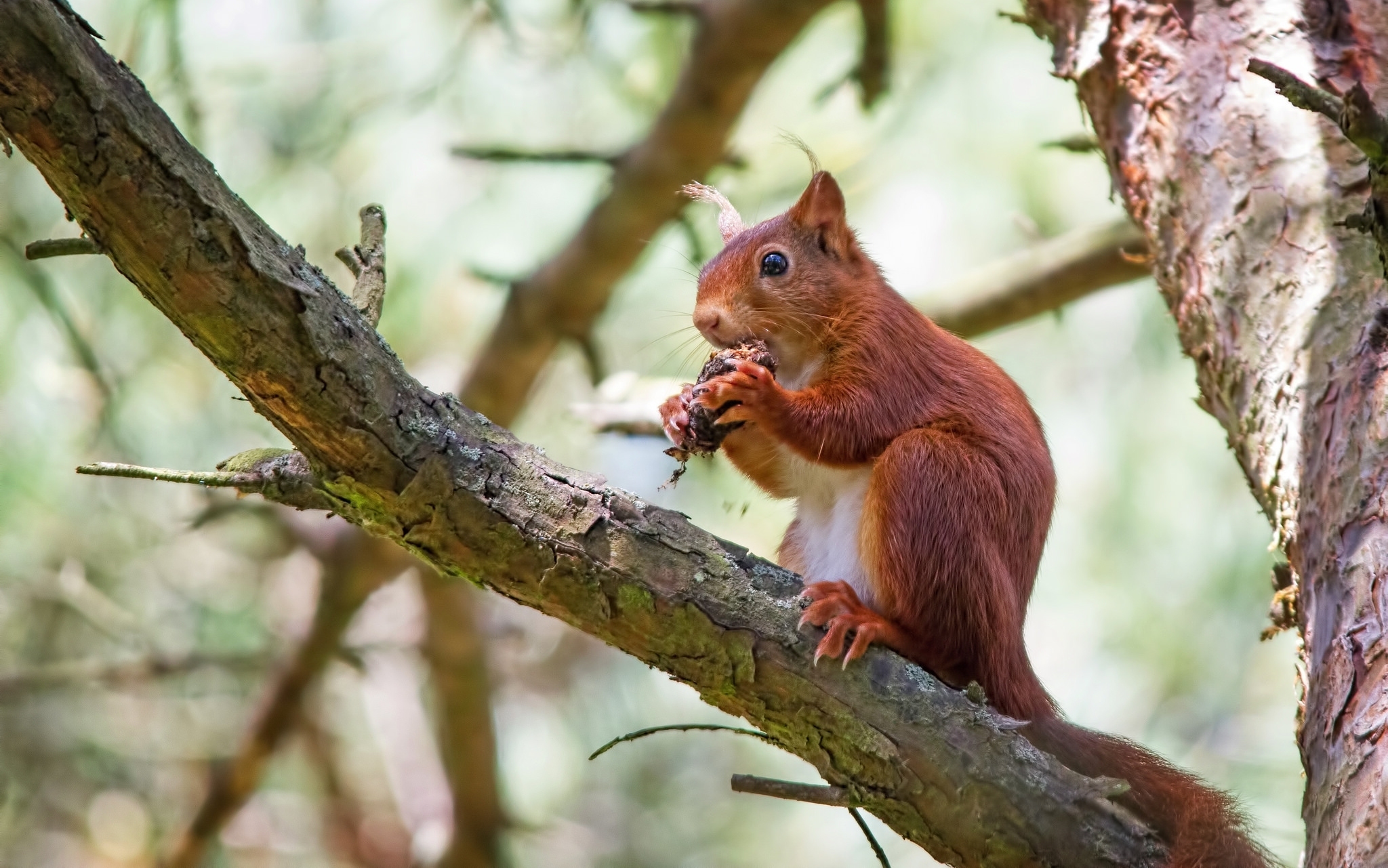 Download mobile wallpaper Squirrel, Branch, Animal, Rodent, Eating for free.