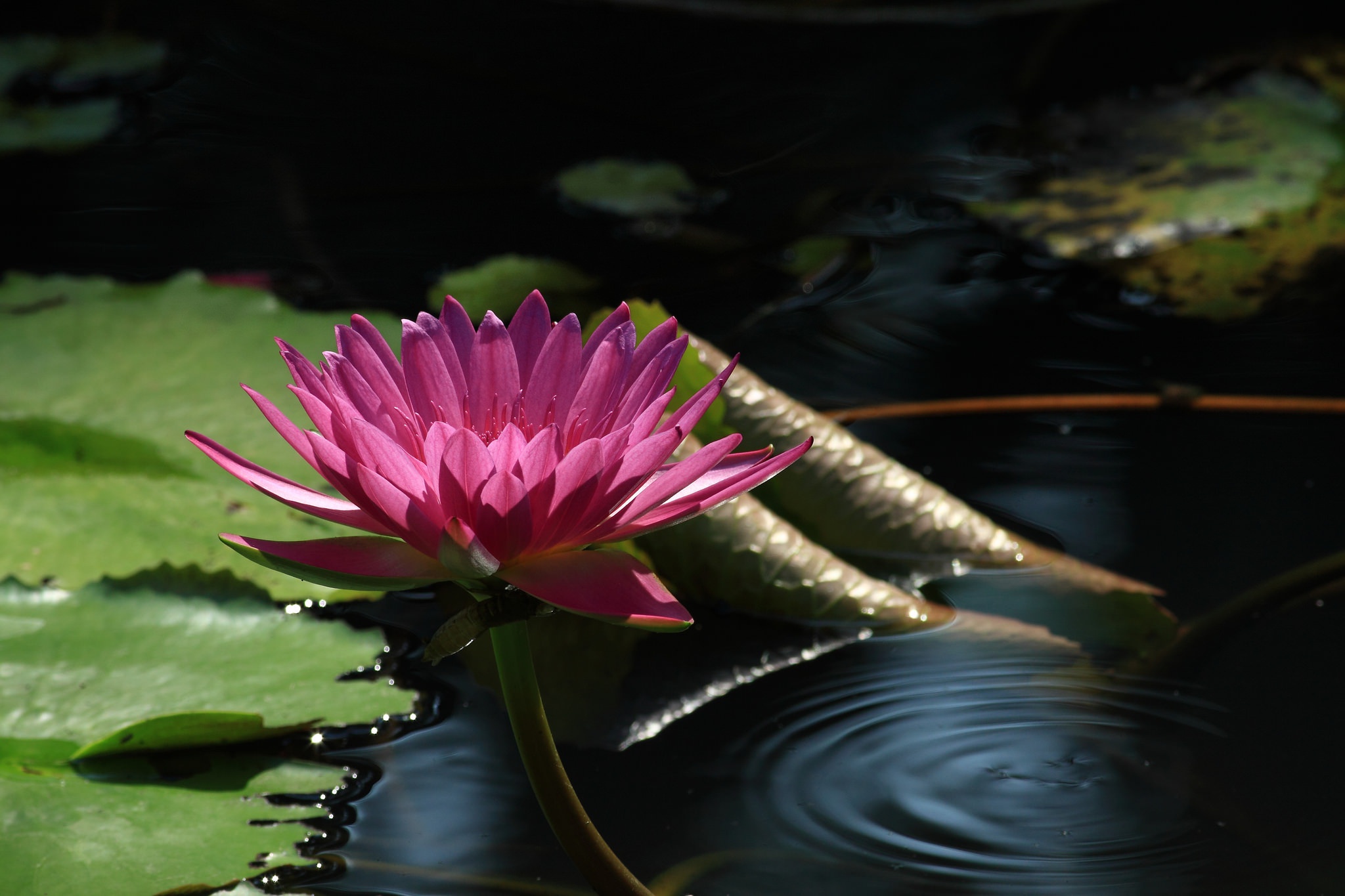 Download mobile wallpaper Nature, Flowers, Water, Flower, Earth, Water Lily, Pink Flower for free.