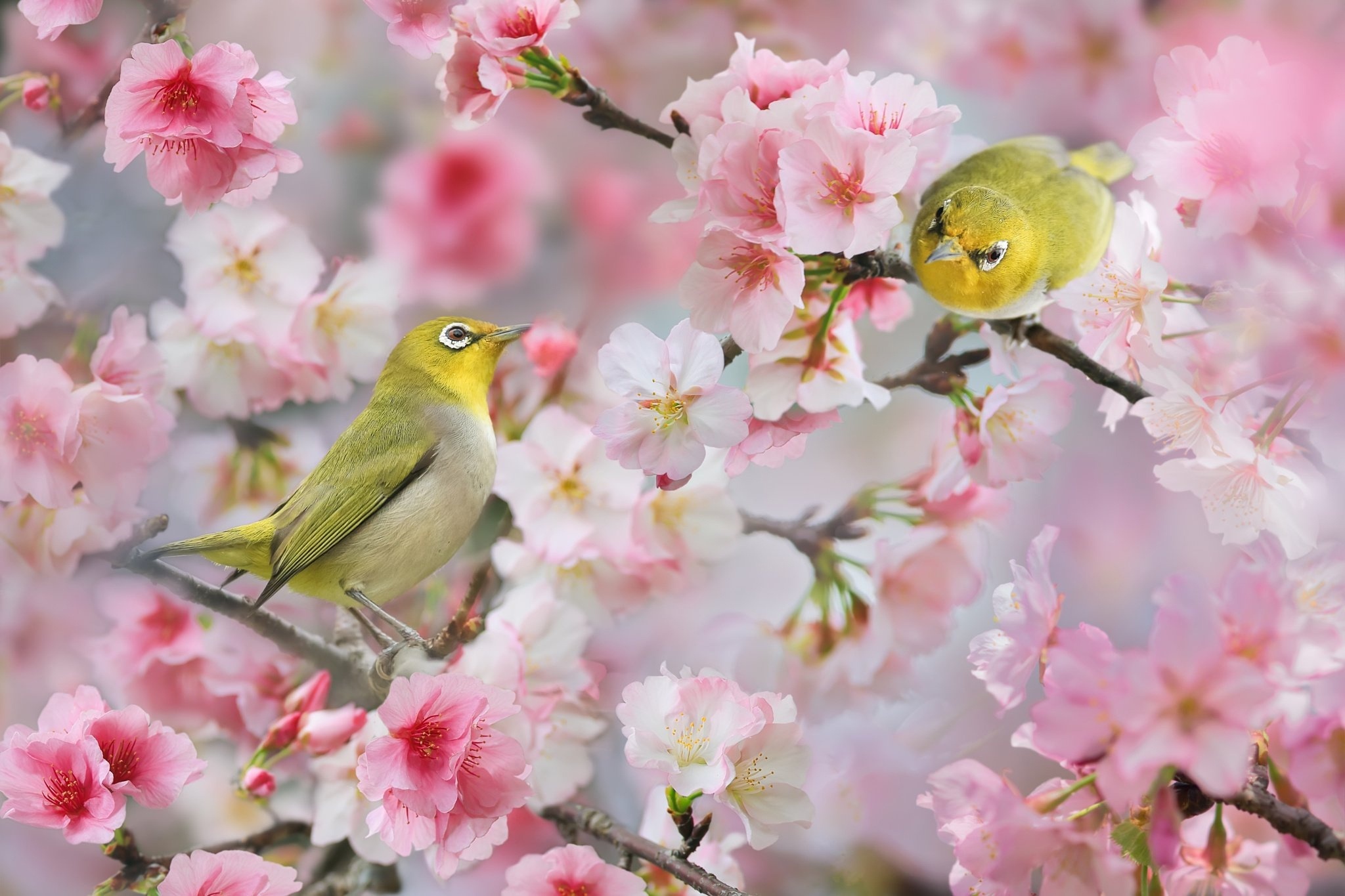 428767 télécharger le fond d'écran animaux, oeil blanc, floraison, branche, fleur, fleur rose, printemps, des oiseaux - économiseurs d'écran et images gratuitement