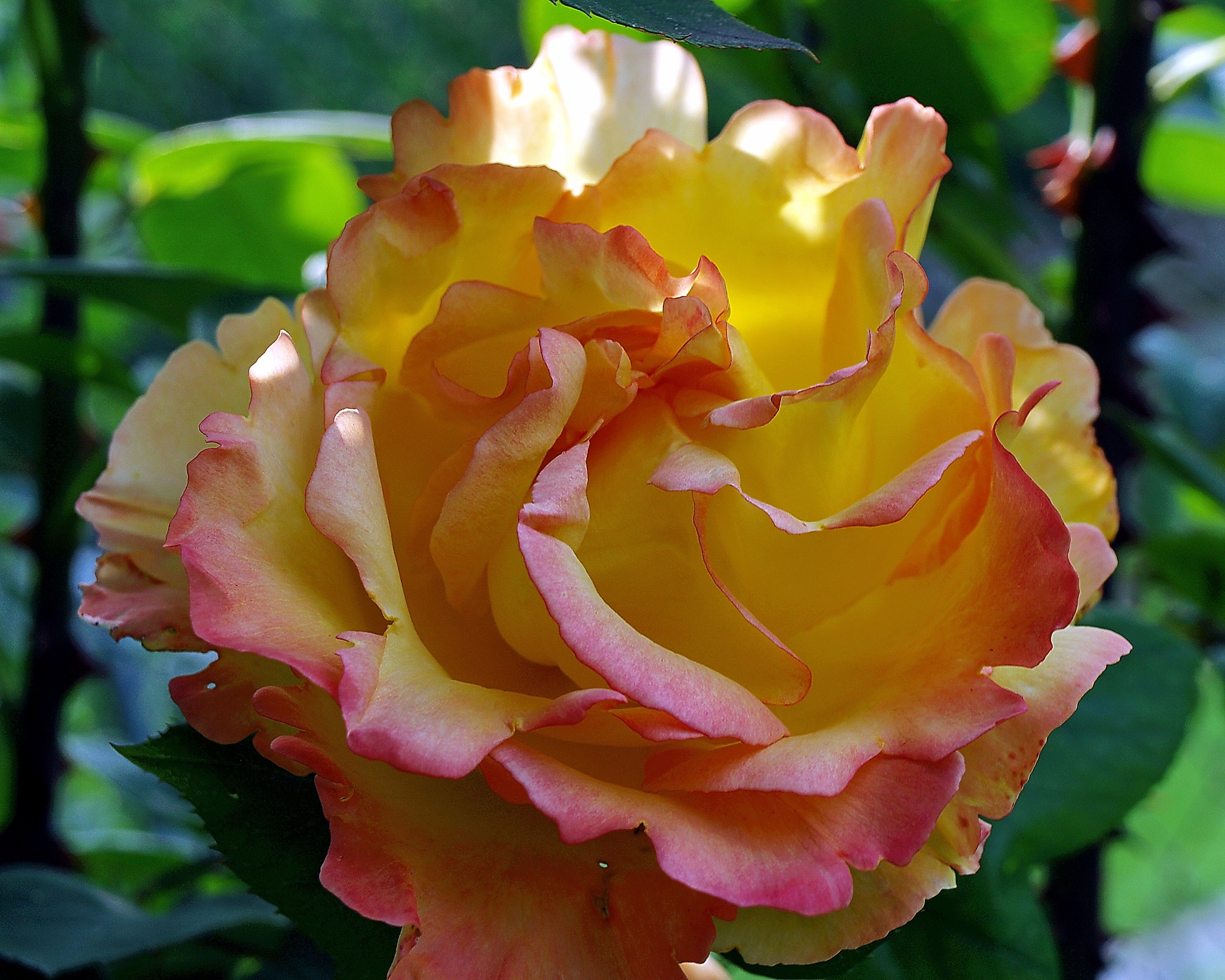 Descarga gratis la imagen Flores, Rosa, Flor, De Cerca, Pétalo, Flor Amarilla, Tierra/naturaleza en el escritorio de tu PC