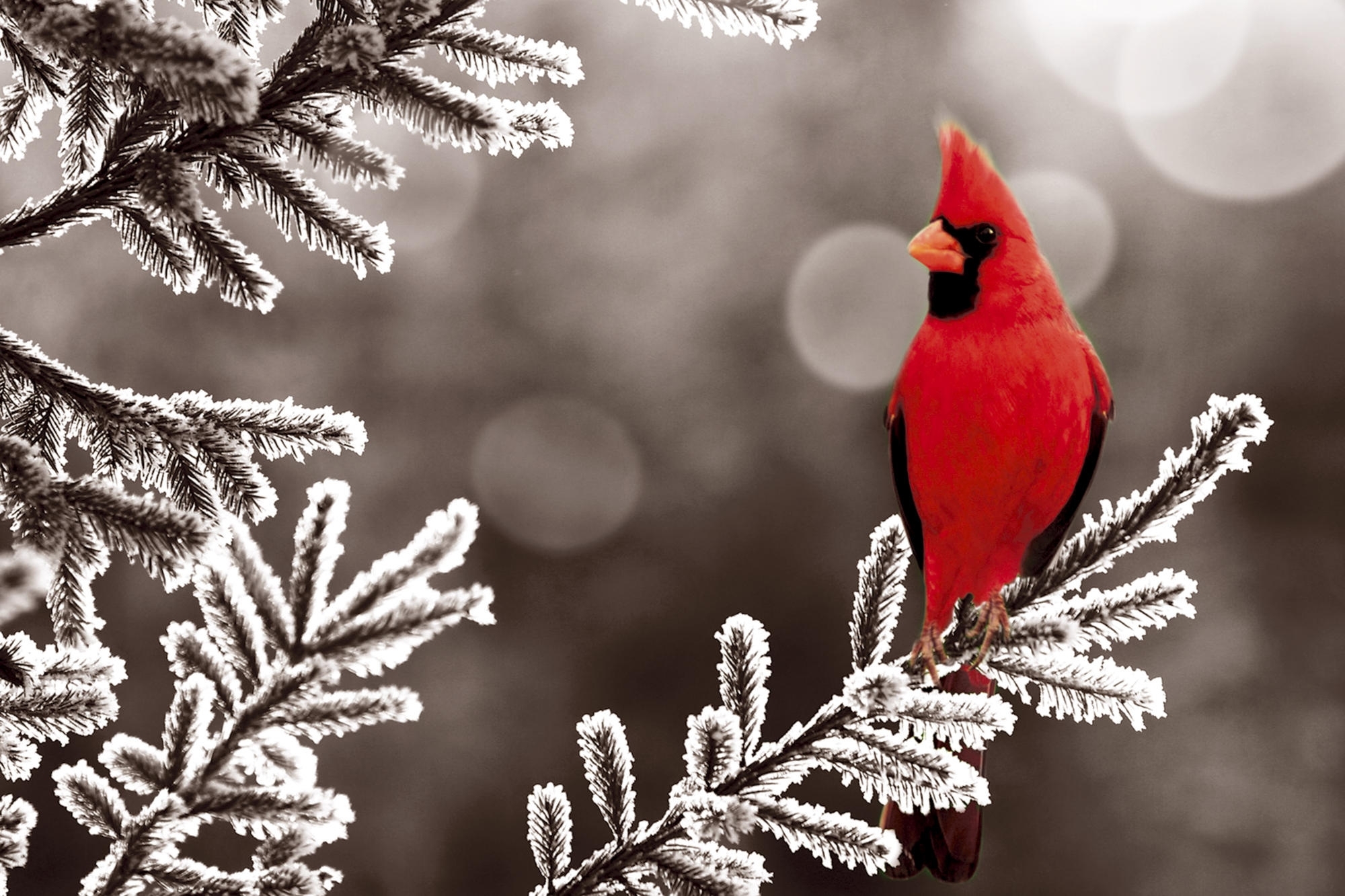 Laden Sie das Tiere, Vögel, Vogel, Ast, Kardinal-Bild kostenlos auf Ihren PC-Desktop herunter