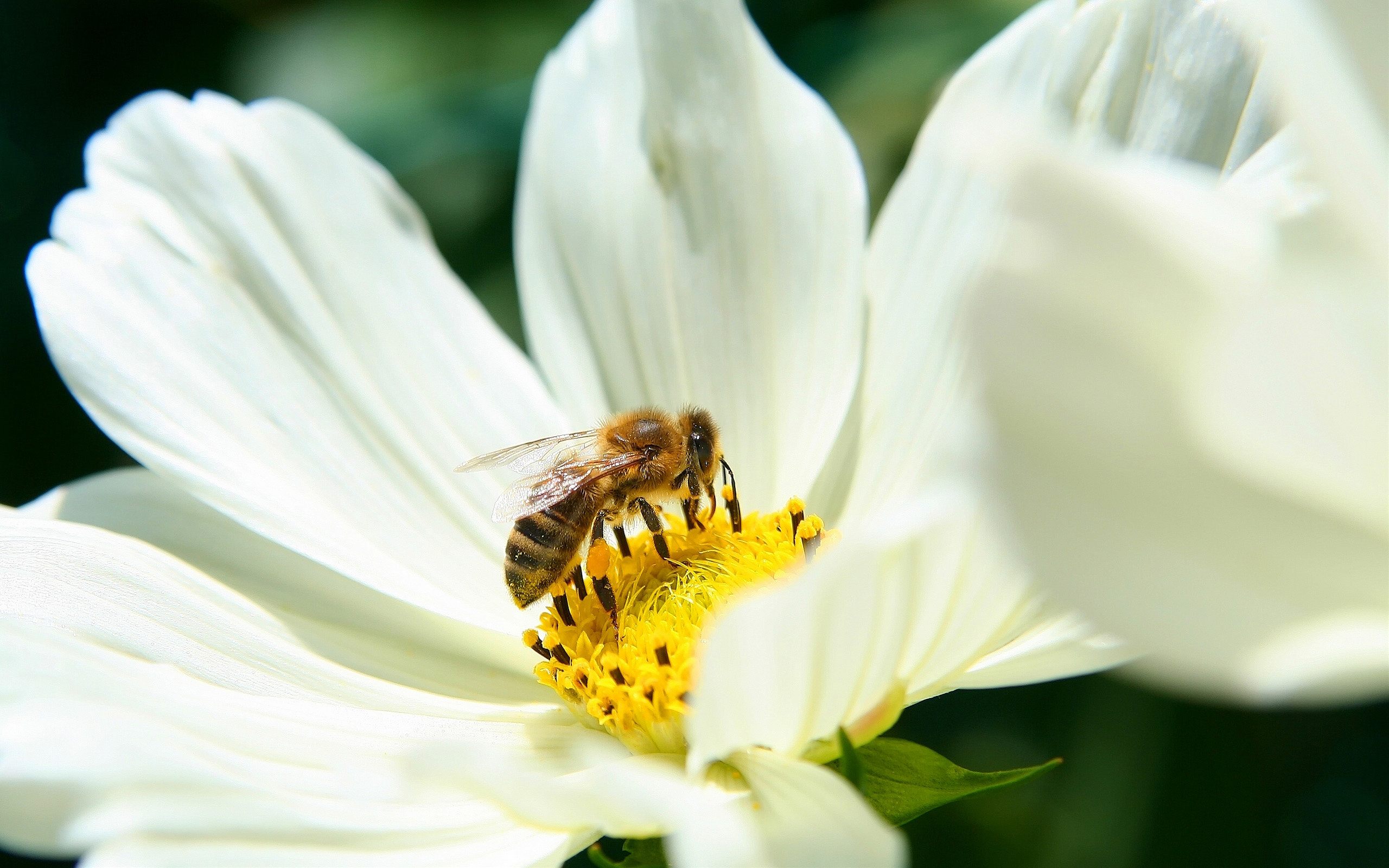 170993 завантажити картинку бджола, тварина, комахи - шпалери і заставки безкоштовно