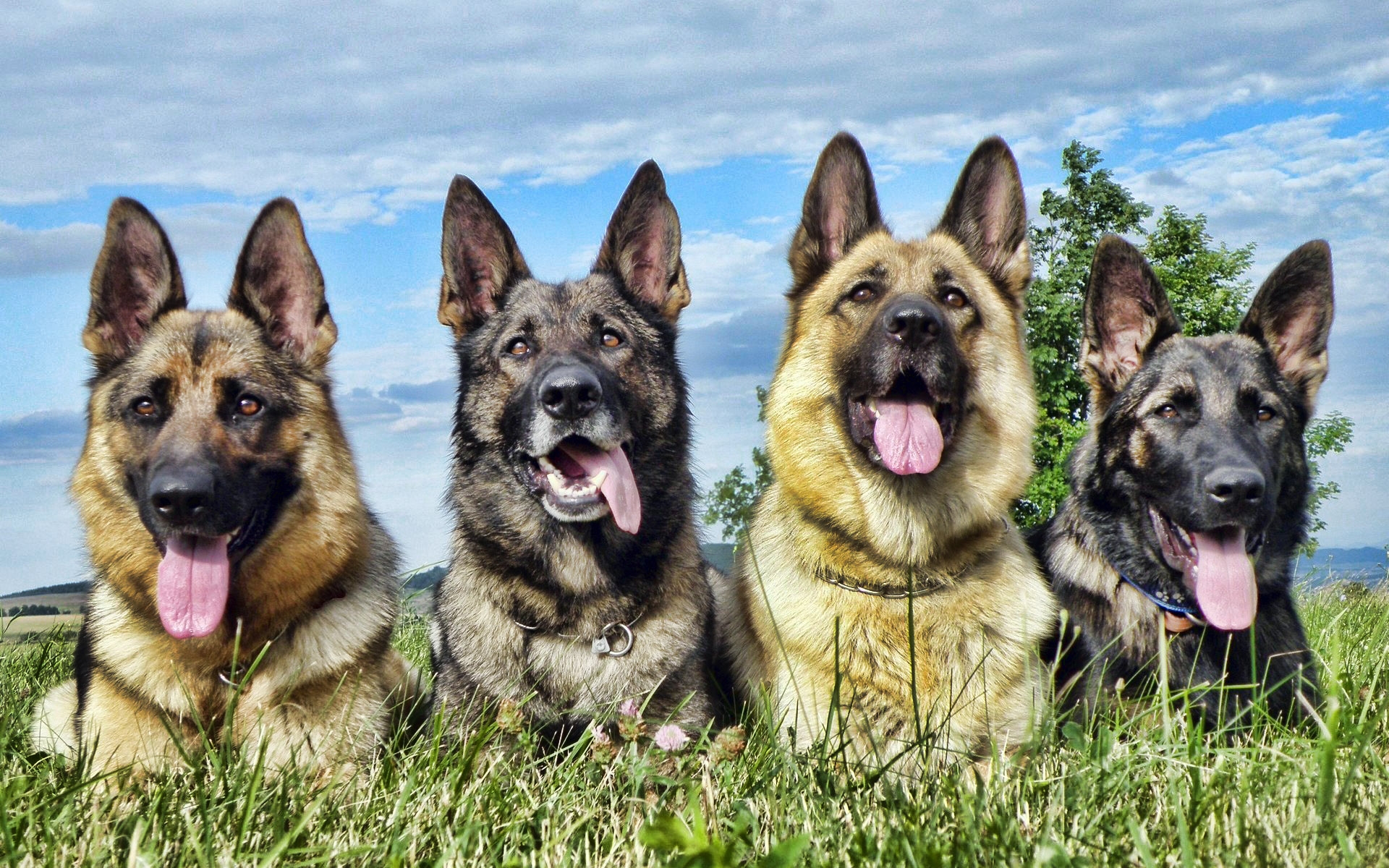 Téléchargez gratuitement l'image Animaux, Berger Allemand sur le bureau de votre PC