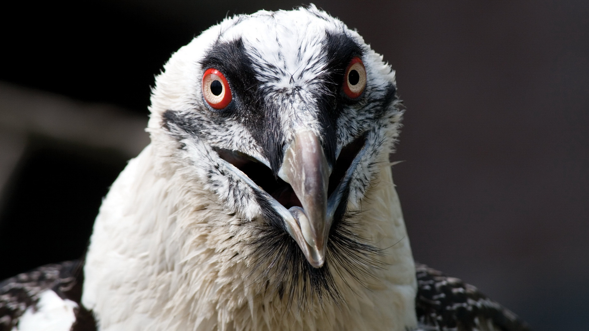 Free download wallpaper Vulture, Birds, Animal on your PC desktop