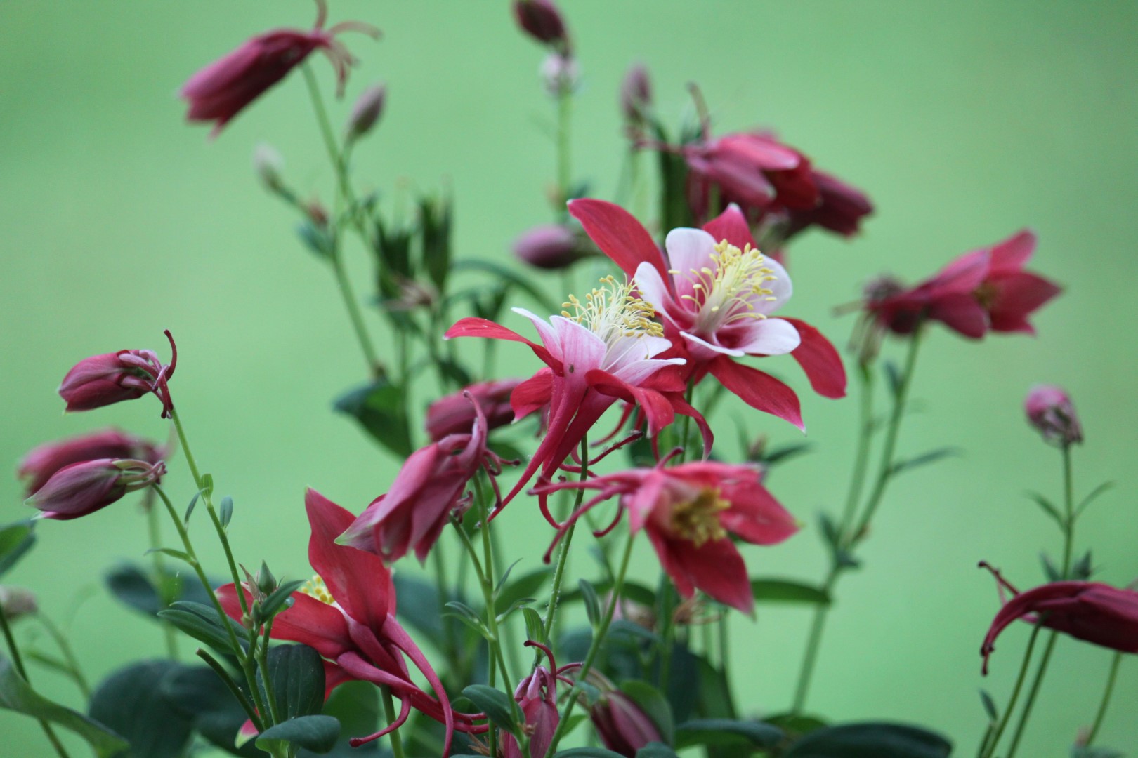 Téléchargez gratuitement l'image Fleurs, Fleur, Terre/nature sur le bureau de votre PC