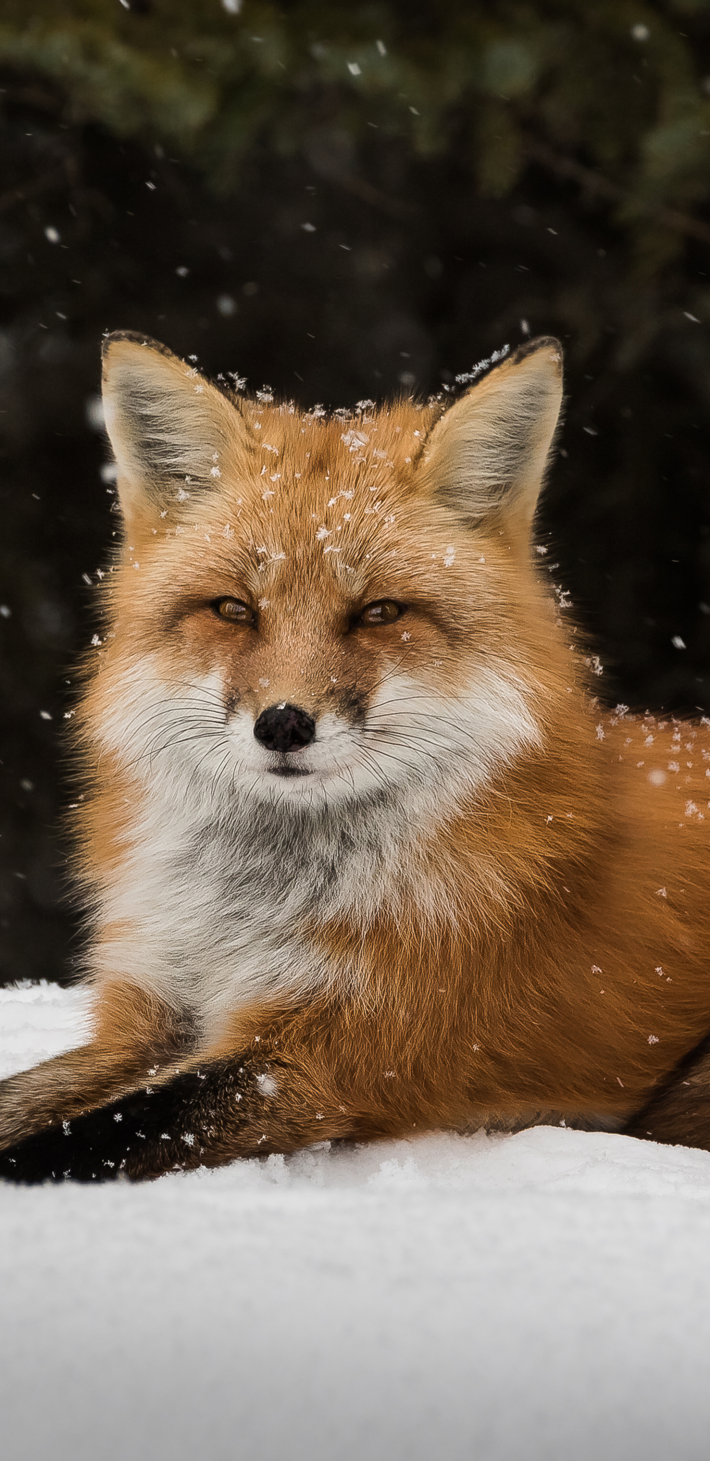 Download mobile wallpaper Fox, Animal for free.