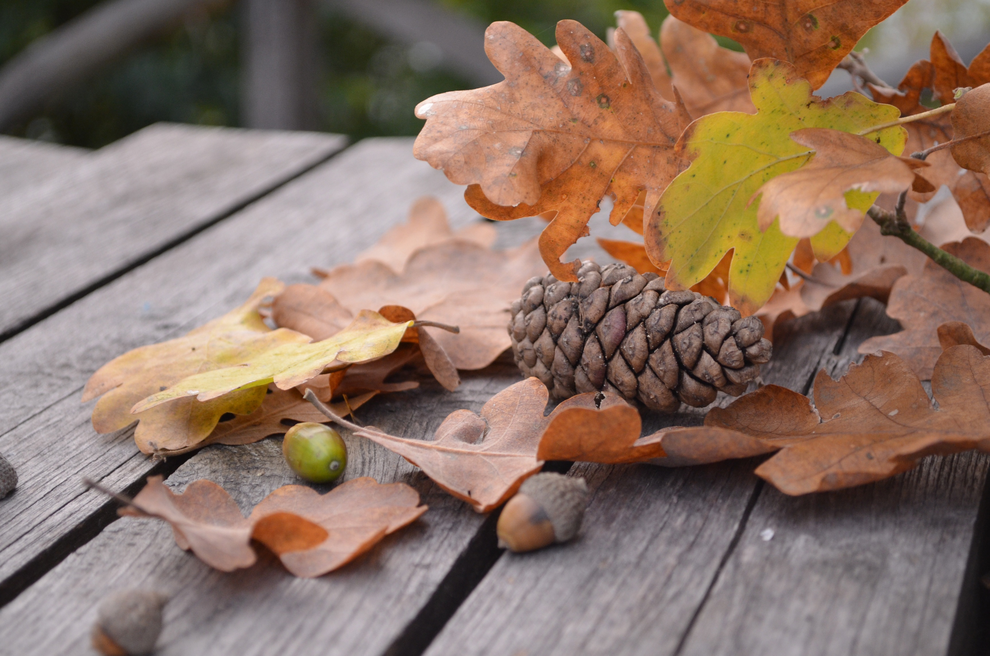 acorn, nature, autumn, foliage, cone, bump HD wallpaper