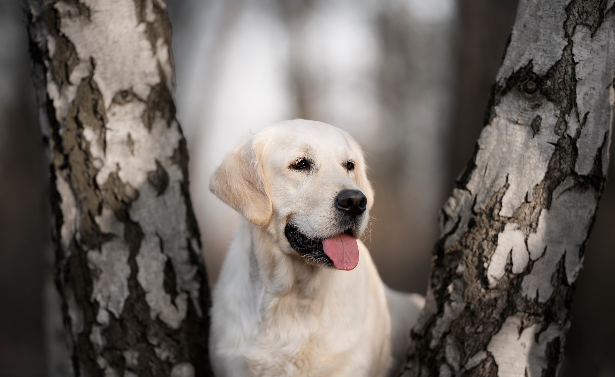 Baixar papel de parede para celular de Animais, Cães, Cão, Labrador Retriever gratuito.