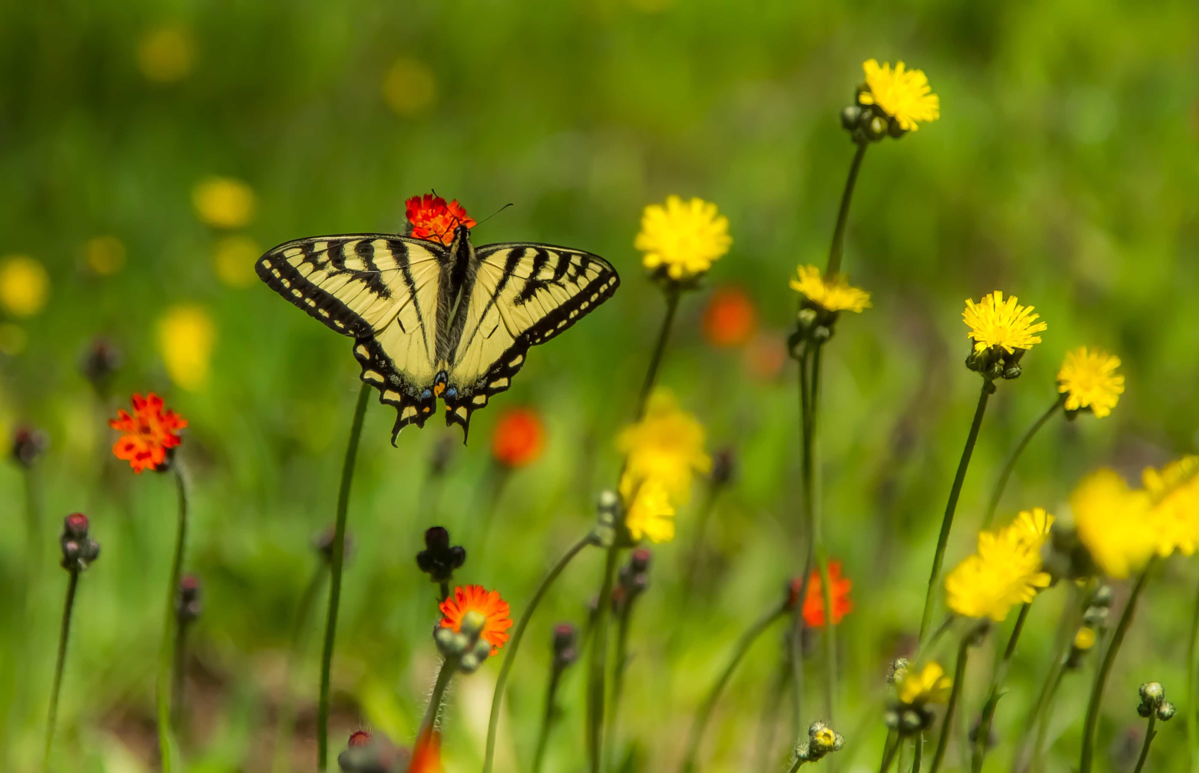 Download mobile wallpaper Flower, Insect, Butterfly, Animal, White Flower, Orange Flower for free.