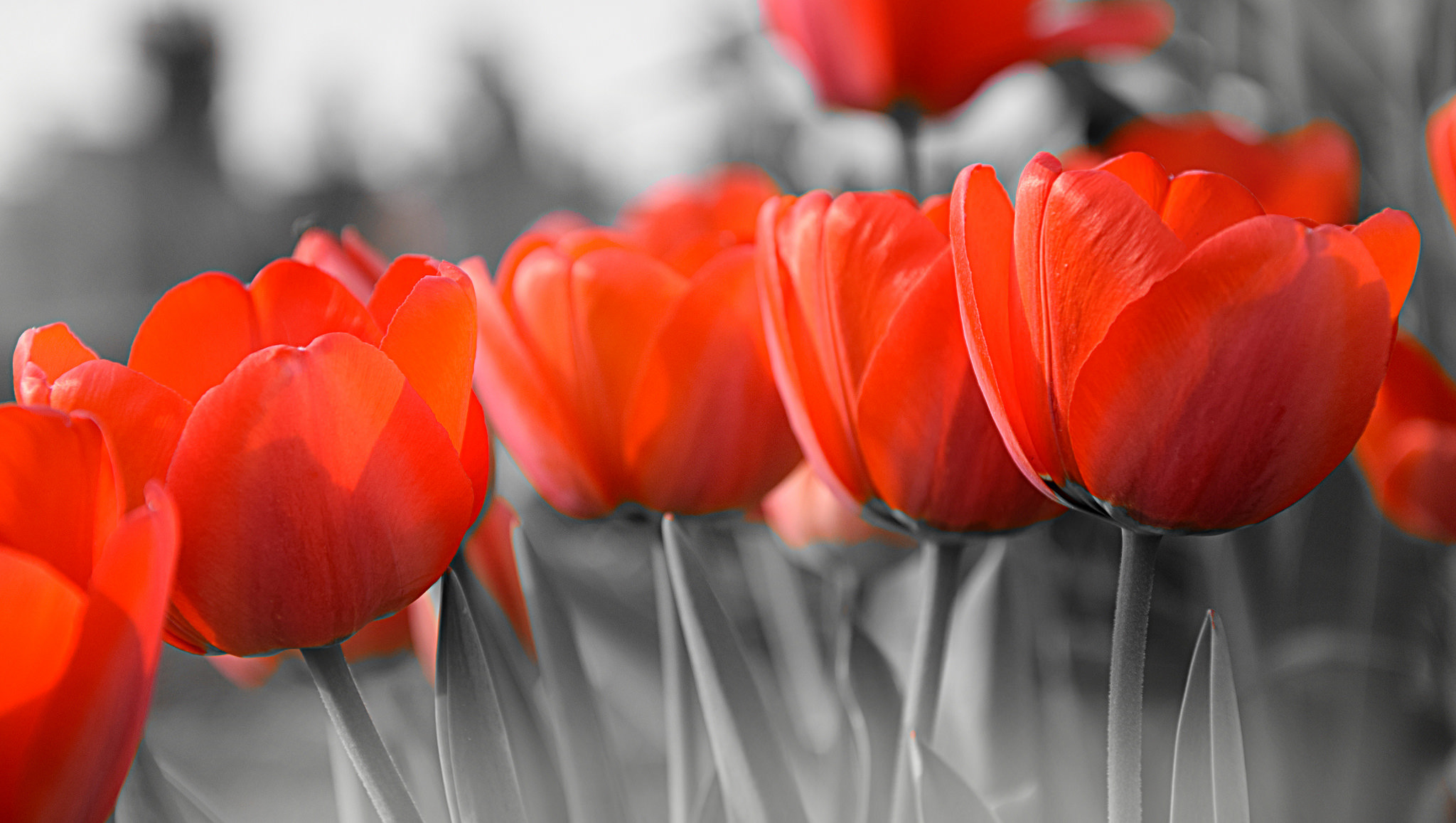 Laden Sie das Natur, Blumen, Blume, Tulpe, Erde/natur, Selektive Farbe, Orangene Blume-Bild kostenlos auf Ihren PC-Desktop herunter