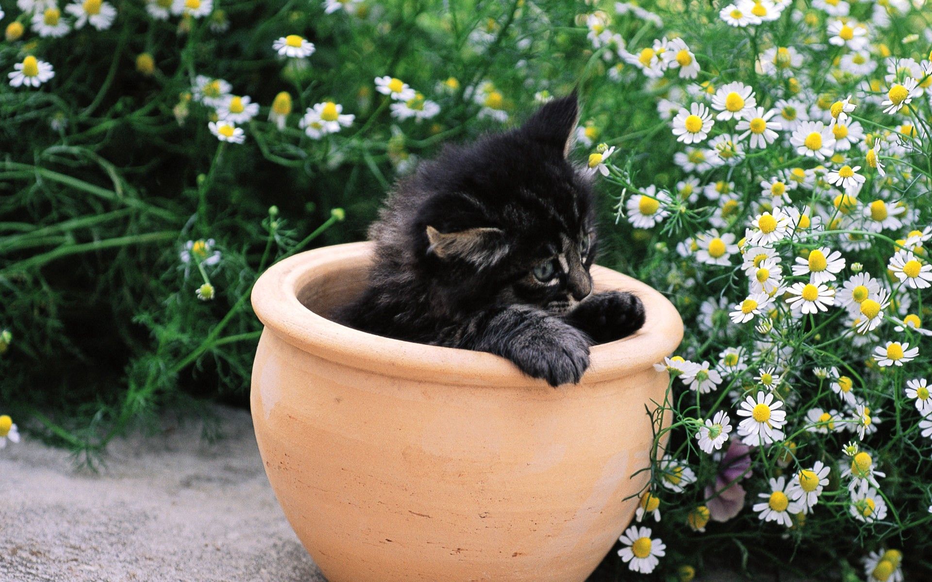 kitty, animals, flowers, sit, kitten, pot HD wallpaper