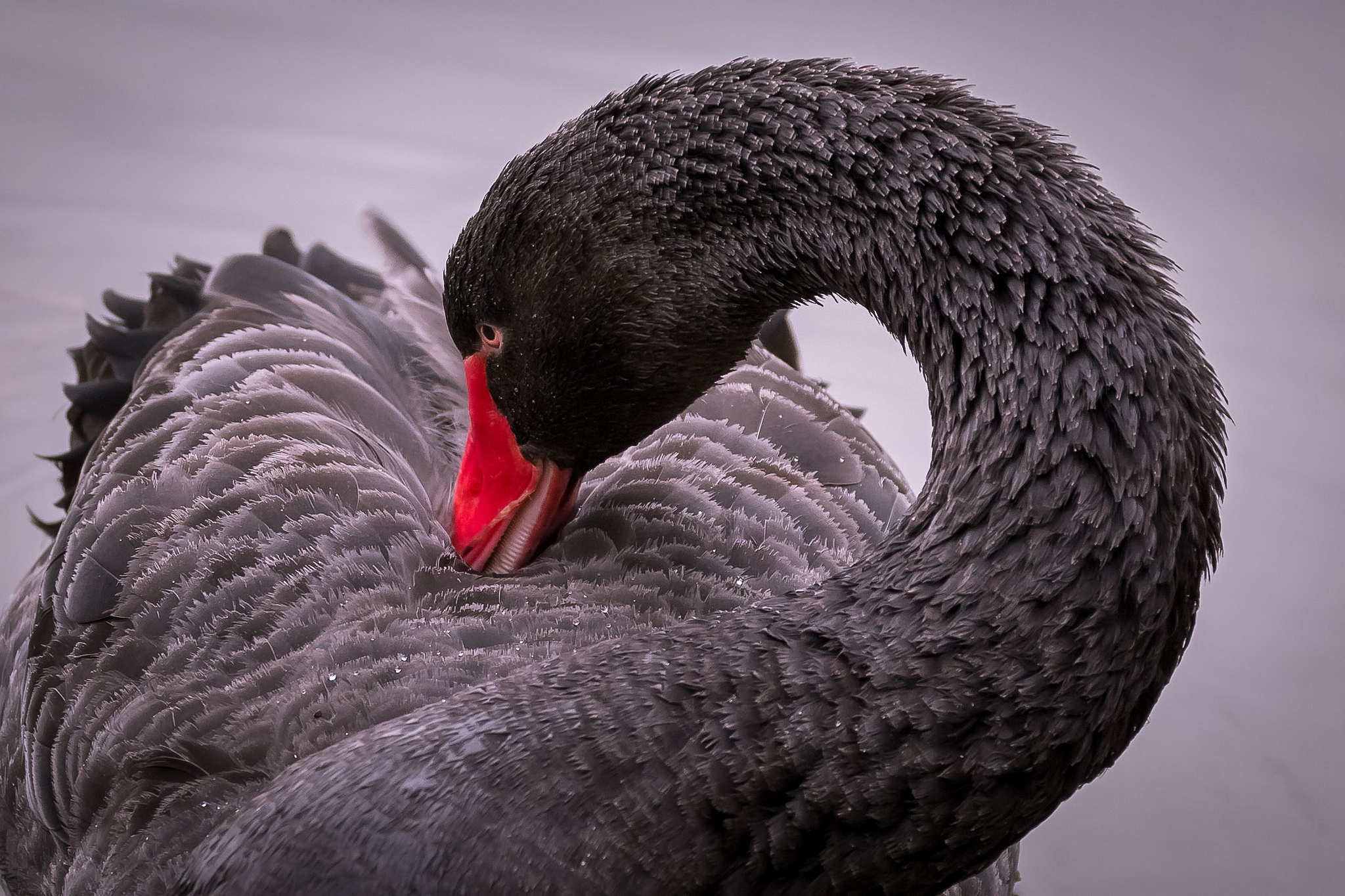 Download mobile wallpaper Birds, Bird, Animal, Swan, Black Swan for free.