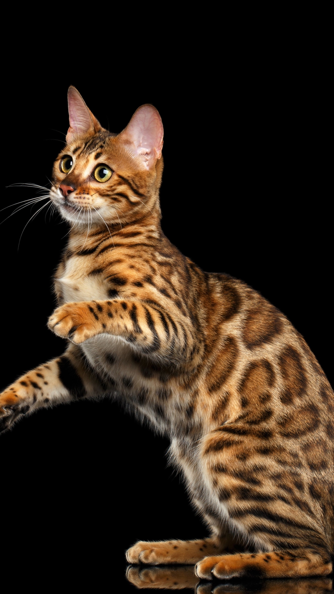Handy-Wallpaper Tiere, Katzen, Katze, Braun, Bengal Katze kostenlos herunterladen.