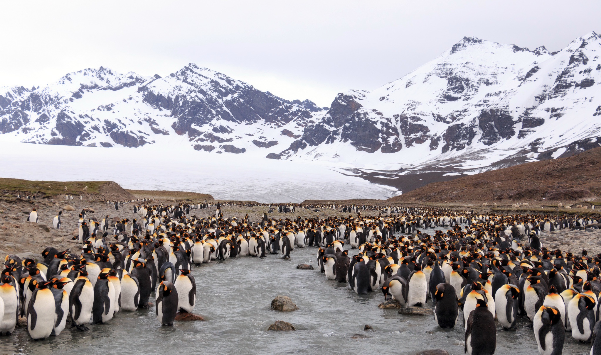 424859 descargar imagen animales, pingüino, pingüino real, montaña, aves: fondos de pantalla y protectores de pantalla gratis