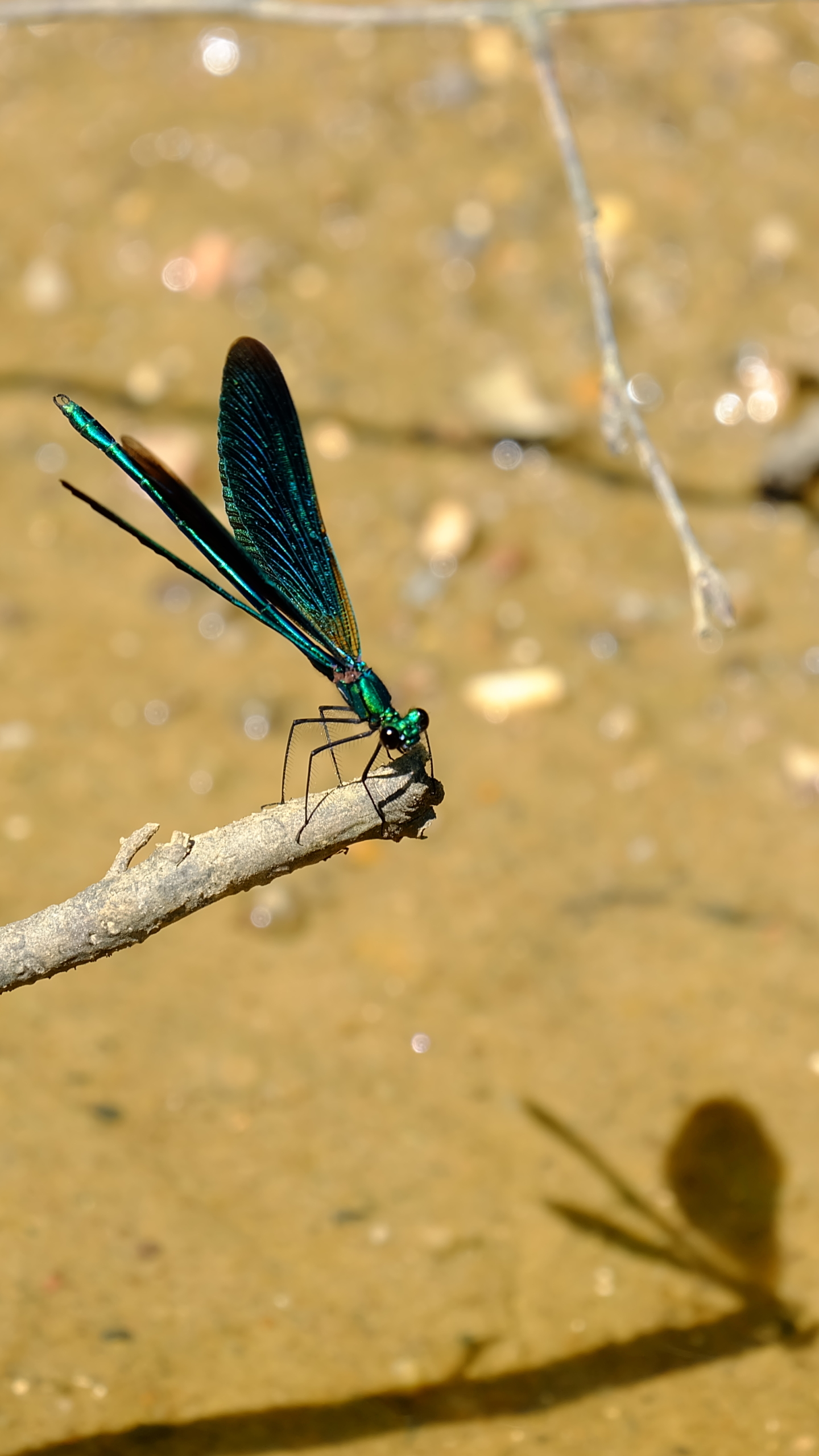 Download mobile wallpaper Dragonfly, Insects, Animal for free.