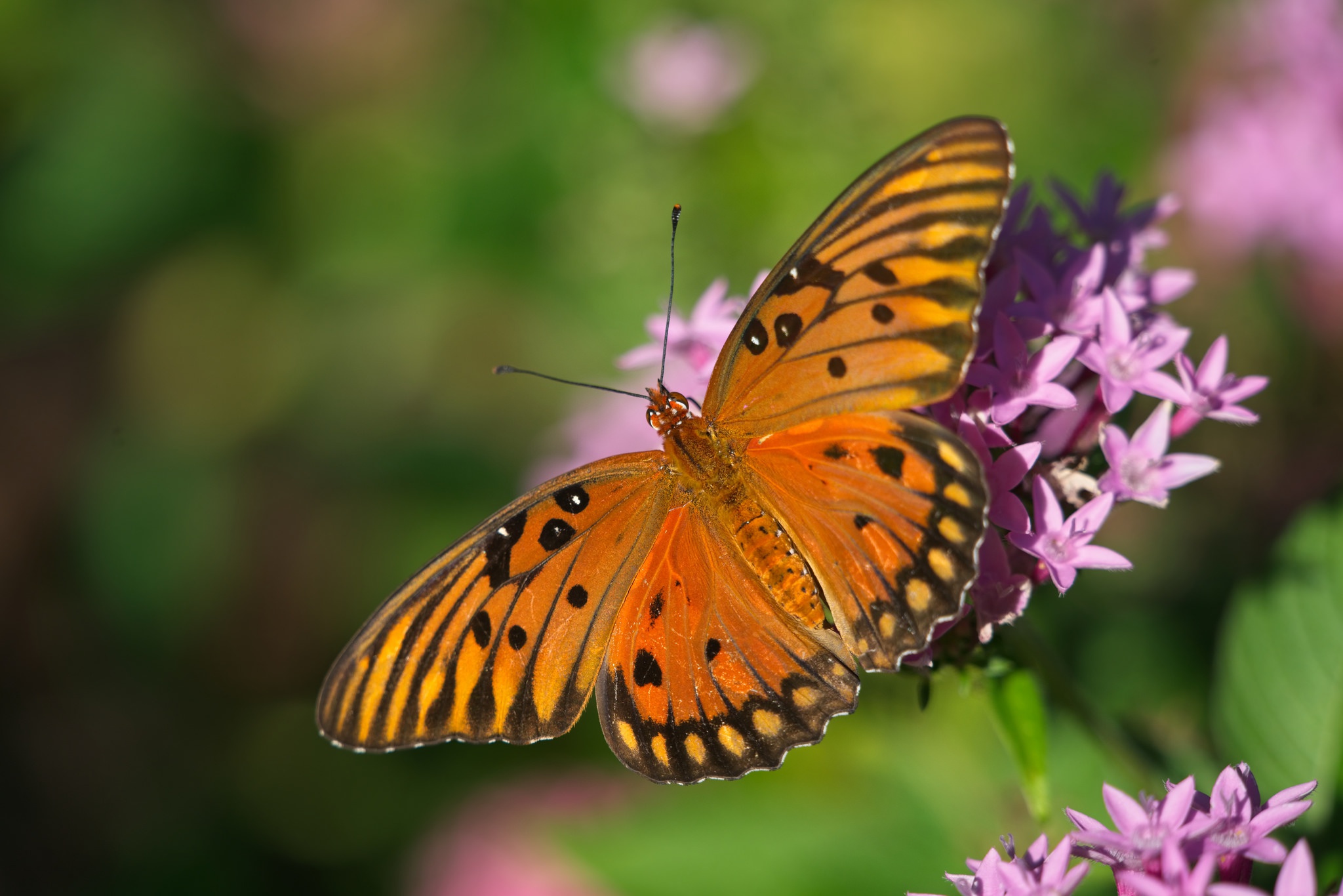 Descarga gratis la imagen Animales, Insecto, Mariposa, Macrofotografía en el escritorio de tu PC