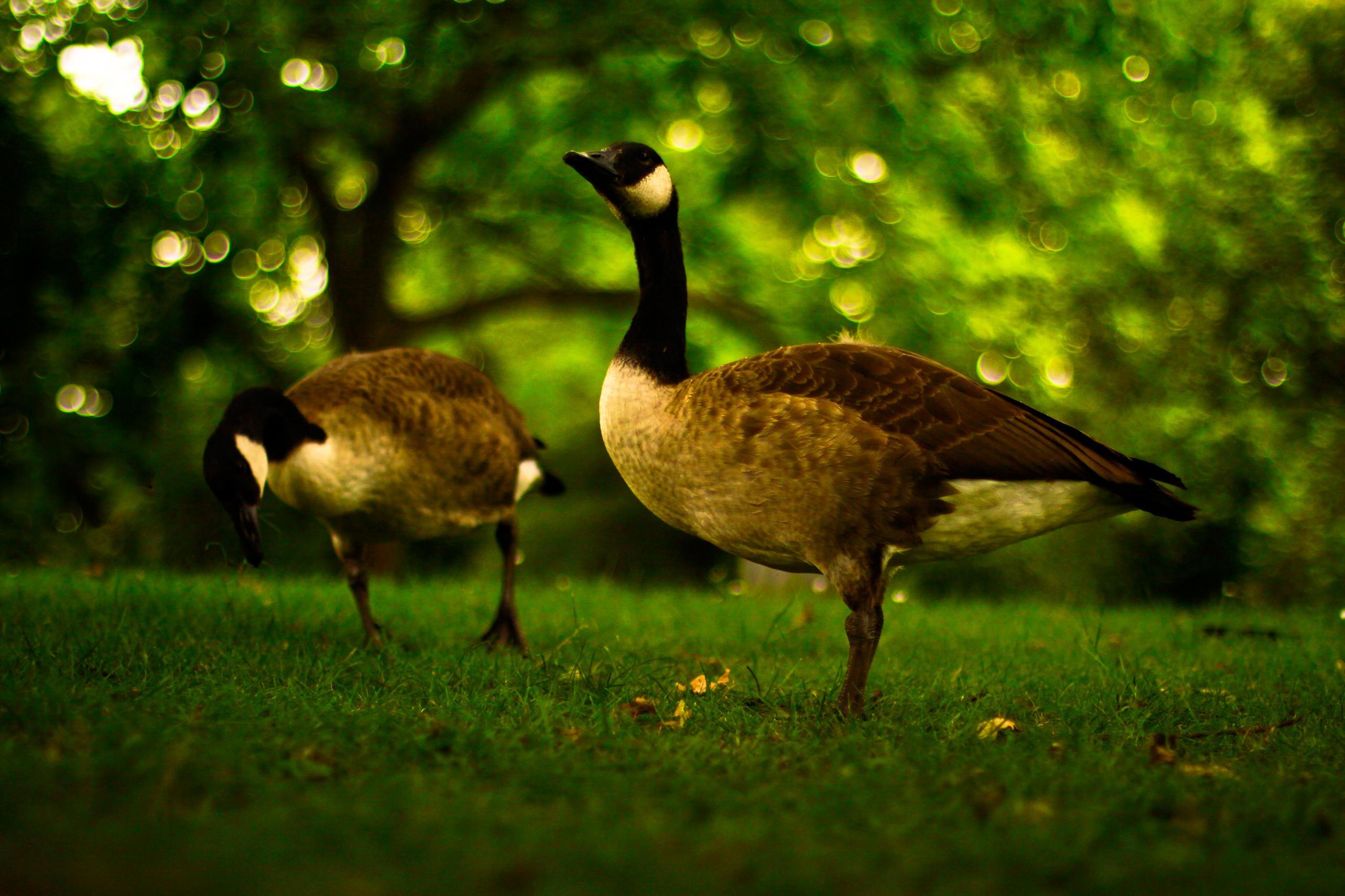 animal, canada goose, bird, bokeh, goose, grass, birds