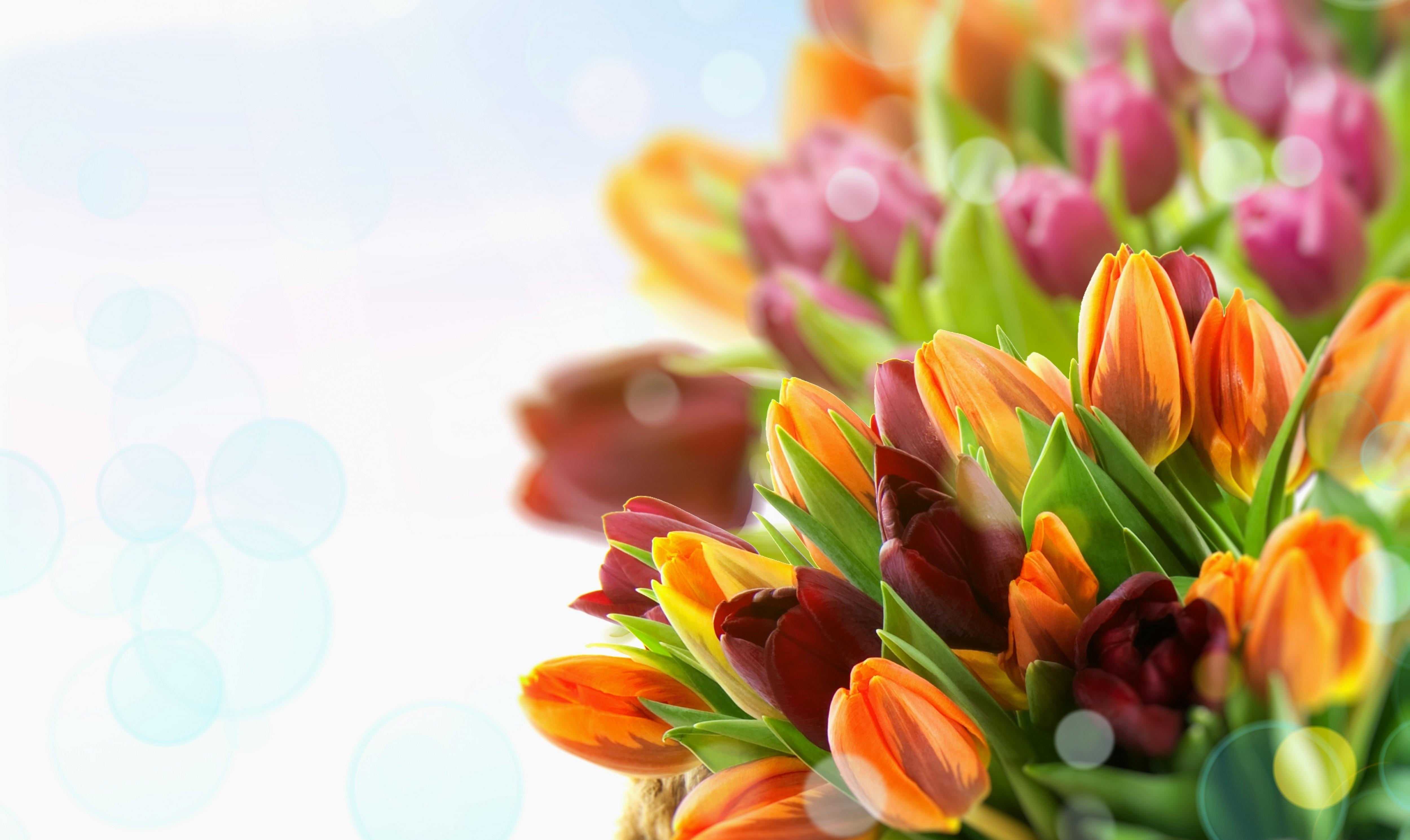 multicolored, tulips, flowers, close up Desktop home screen Wallpaper