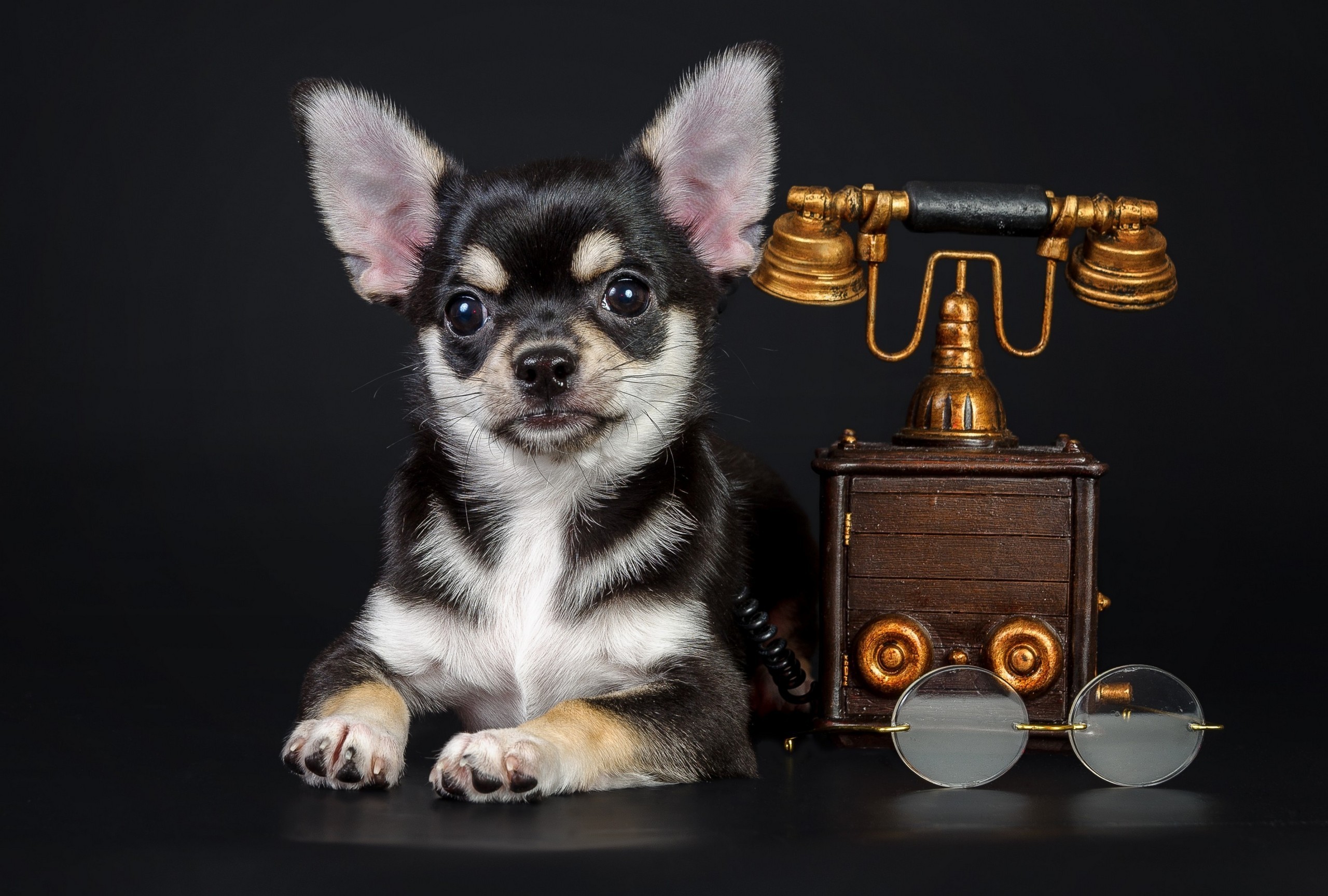 Download mobile wallpaper Chihuahua, Dogs, Animal for free.