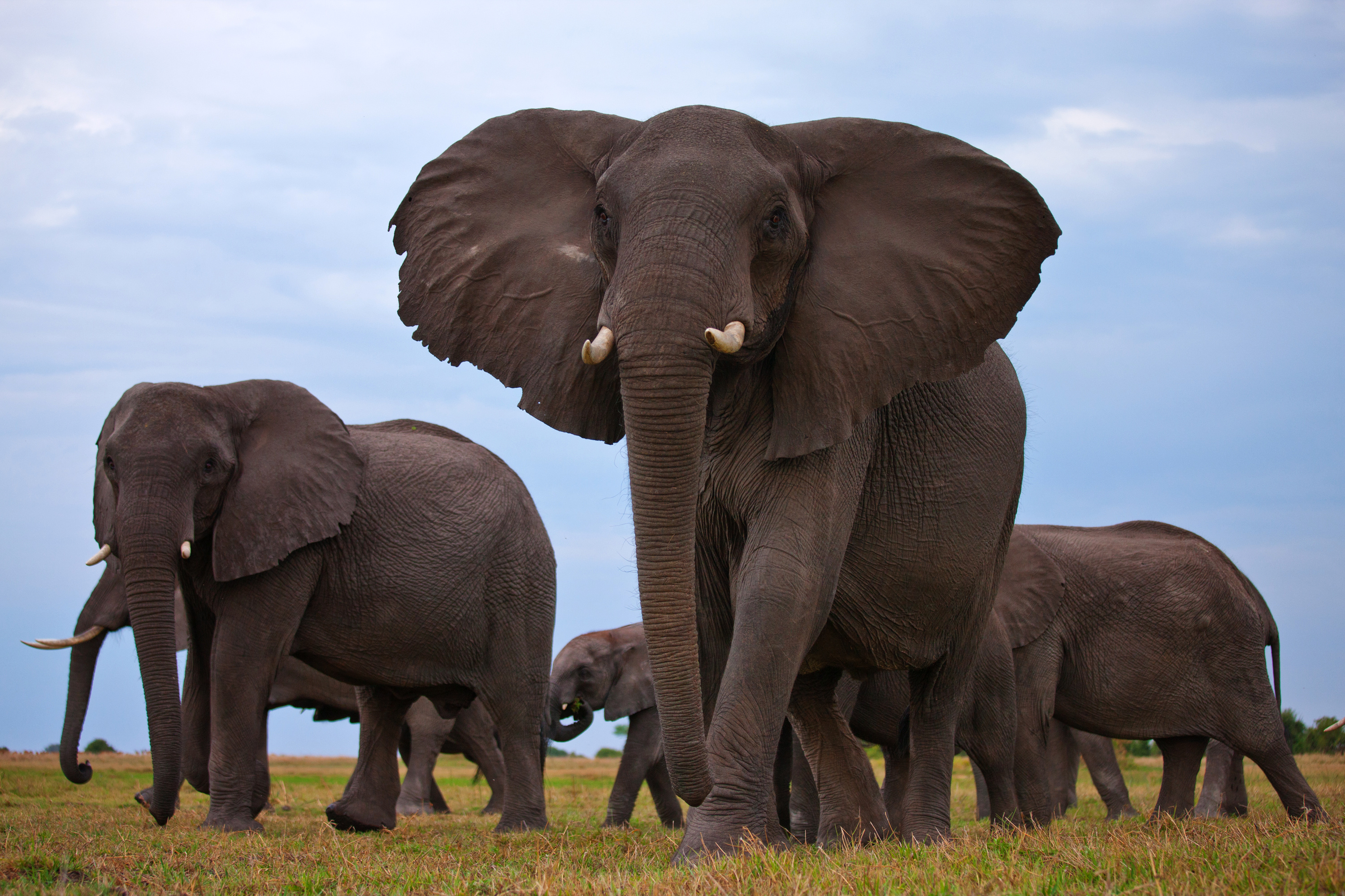 409995 descargar fondo de pantalla elefantes, animales, elefante africano de sabana, rebaño: protectores de pantalla e imágenes gratis