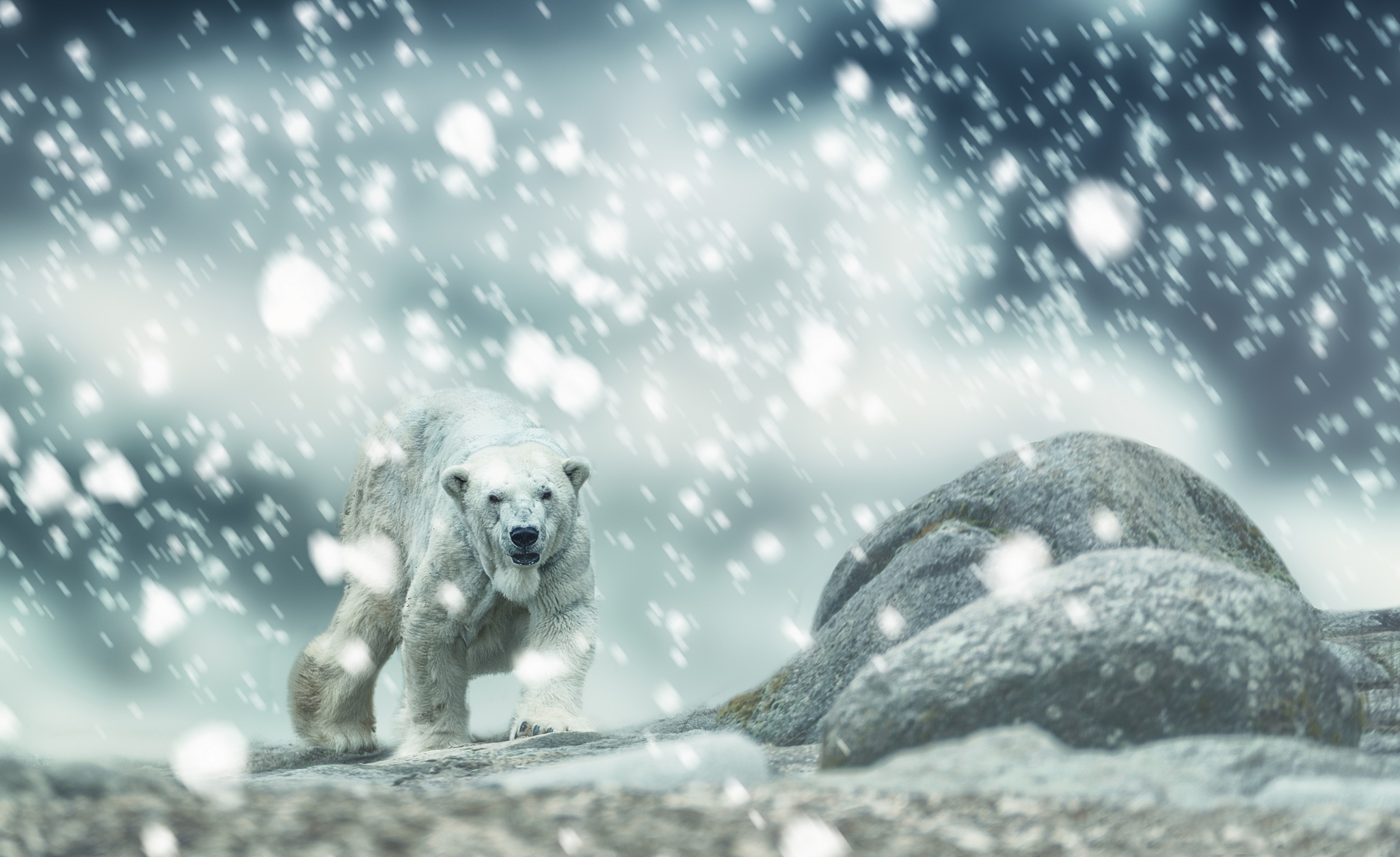Скачати мобільні шпалери Ведмеді, Тварина, Полярний Ведмідь, Снігопад безкоштовно.
