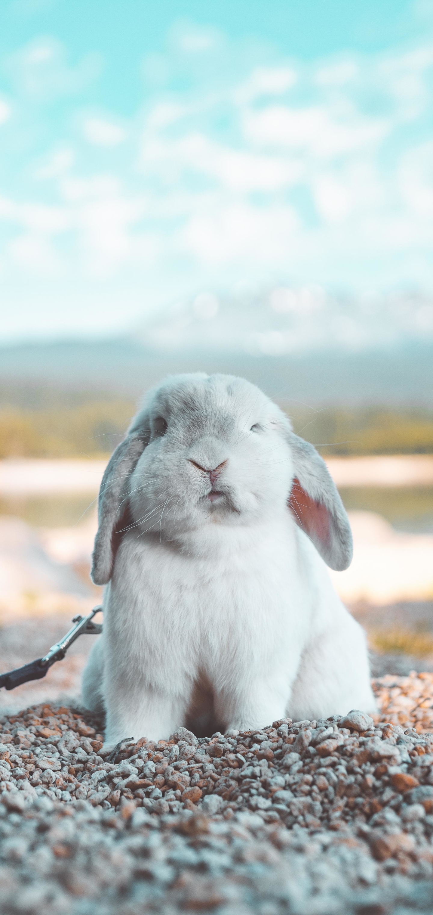 無料モバイル壁紙動物, うさぎをダウンロードします。