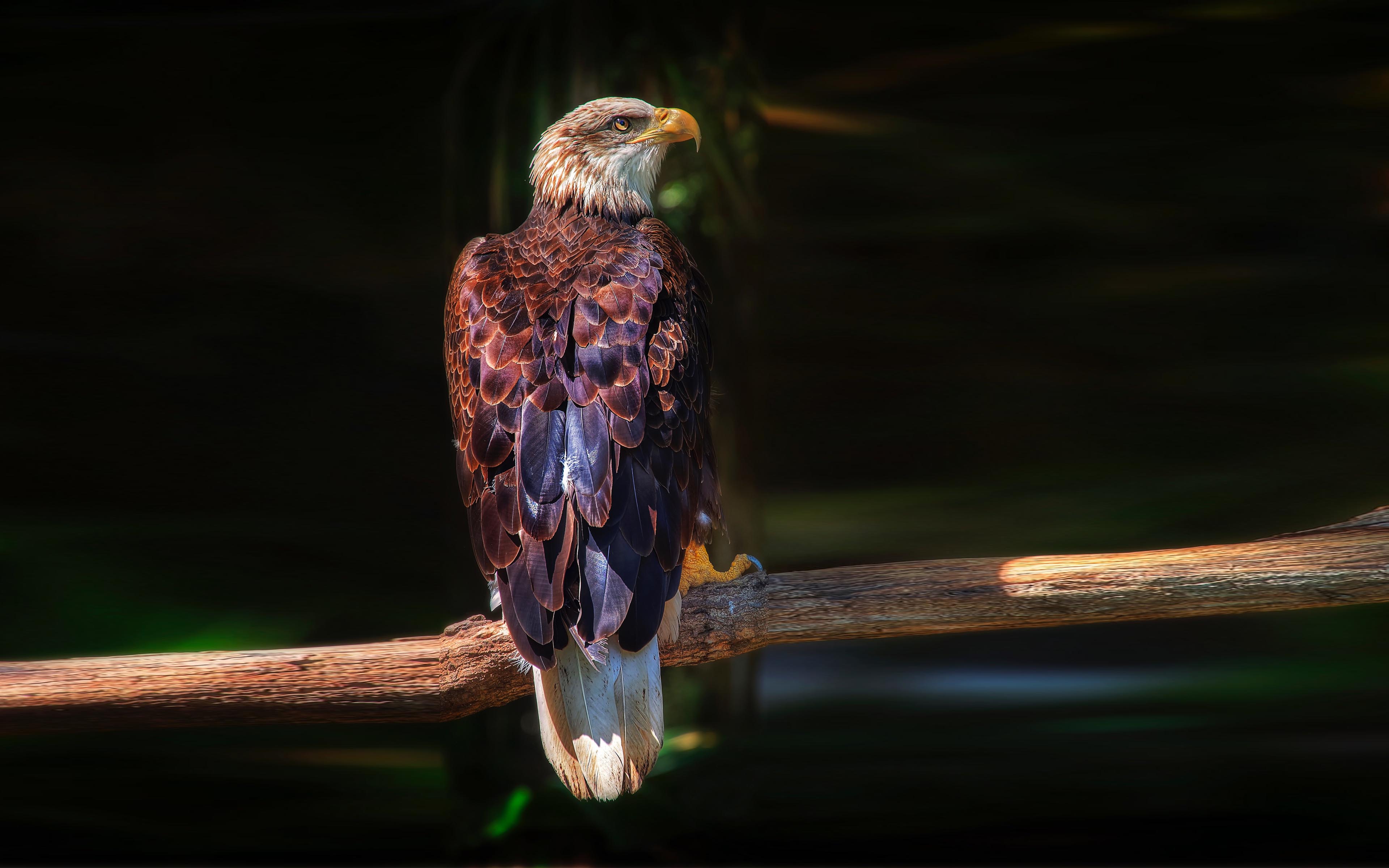 Download mobile wallpaper Birds, Bird, Animal, Bald Eagle, Bird Of Prey for free.