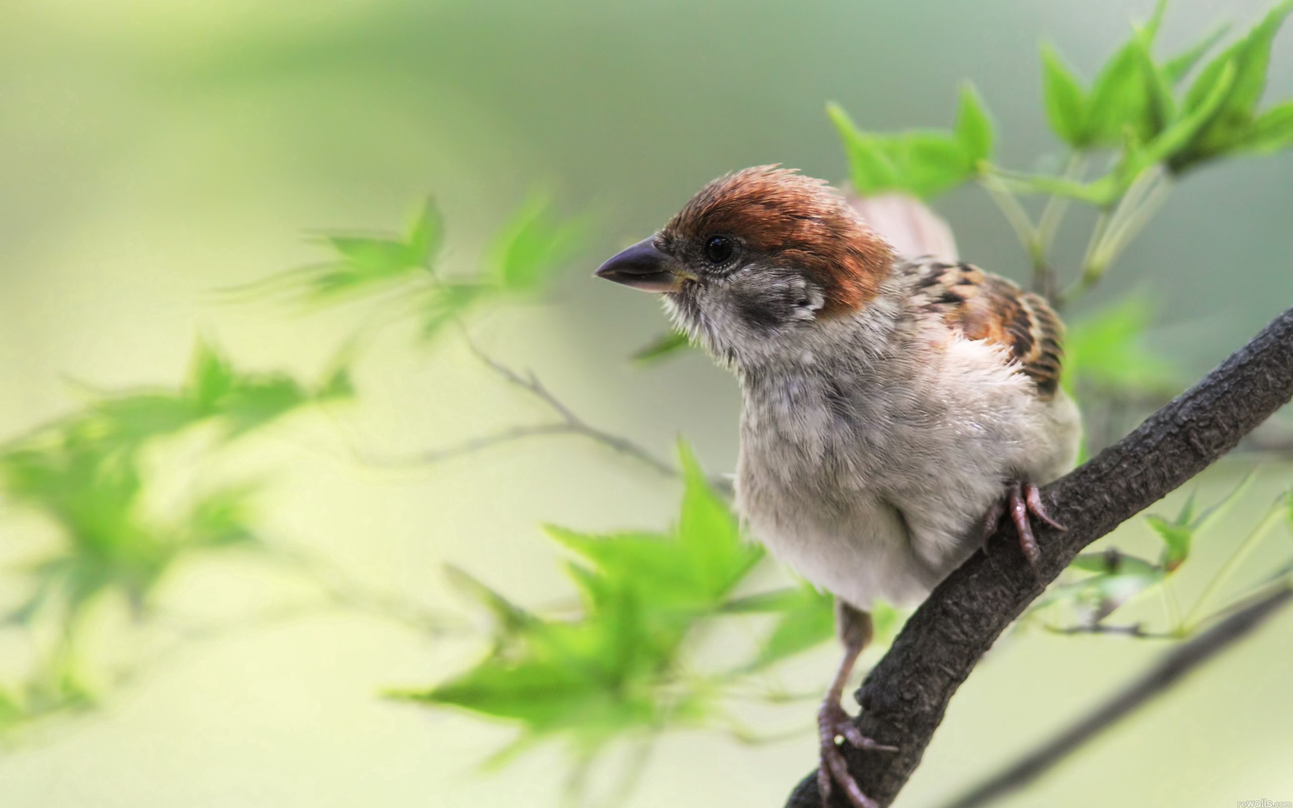 Free download wallpaper Animals, Leaves, Bird, Sit, Sparrow, Branch on your PC desktop