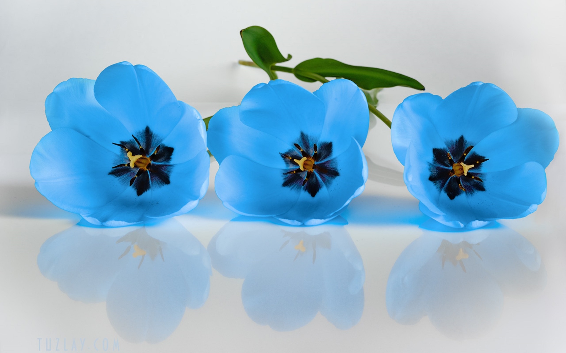 Download mobile wallpaper Flowers, Flower, Earth, Tulip, Blue Flower for free.