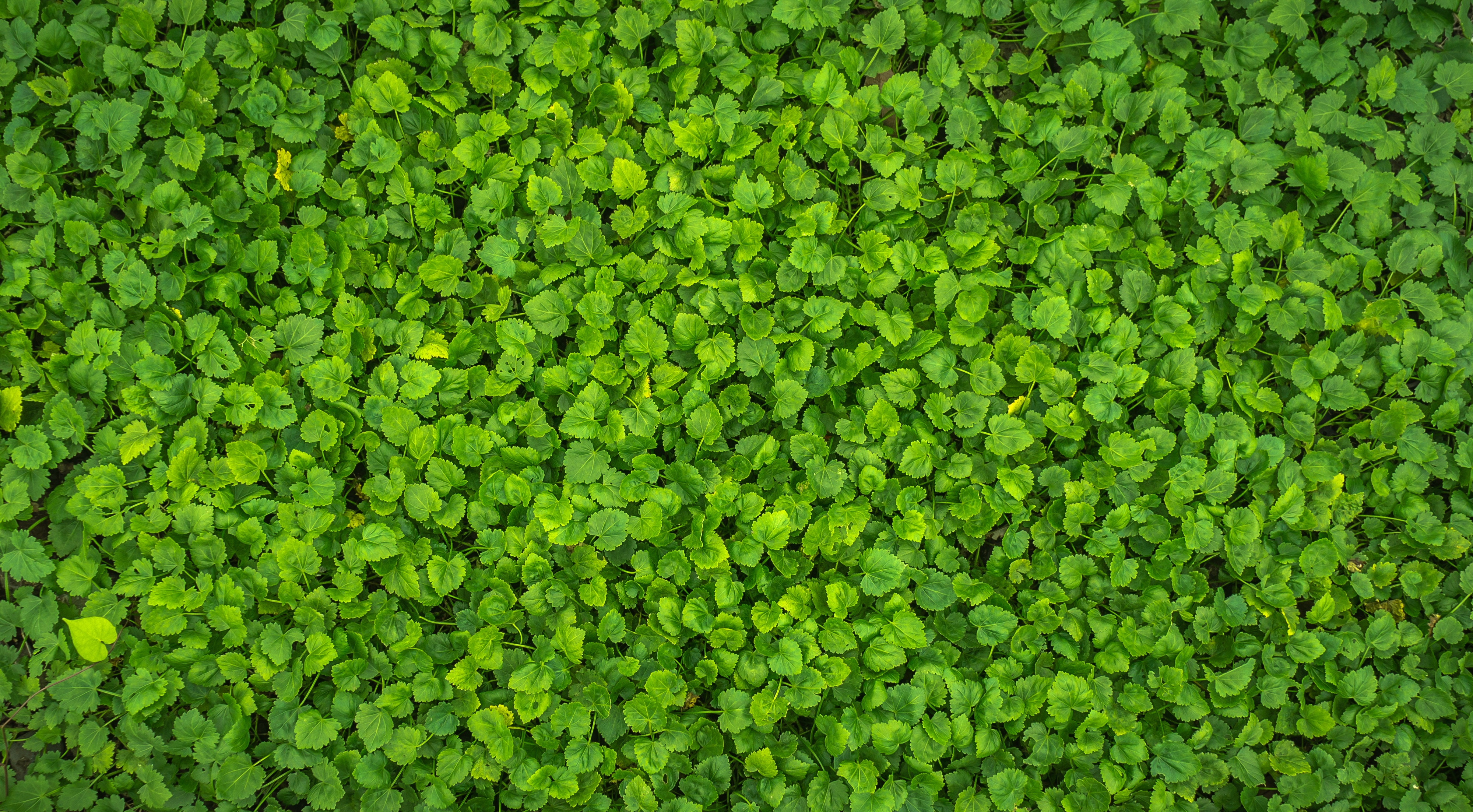 Download mobile wallpaper Surface, Leaves, Plant, Nature, Bright for free.