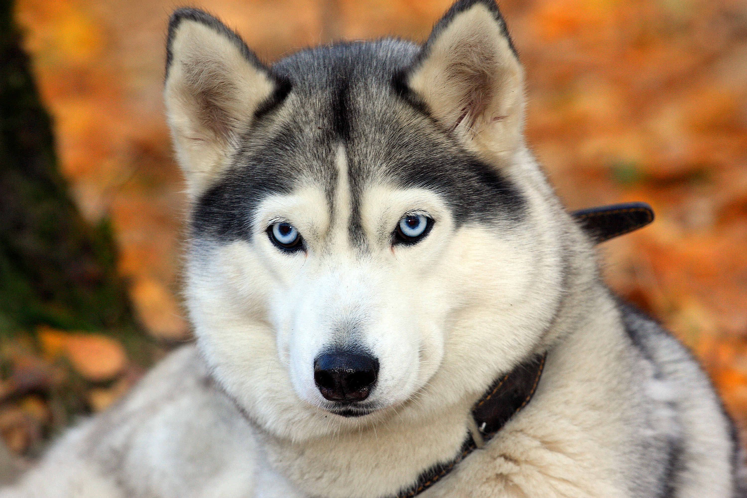 166536 télécharger l'image husky de sibérie, animaux, chien, chiens - fonds d'écran et économiseurs d'écran gratuits