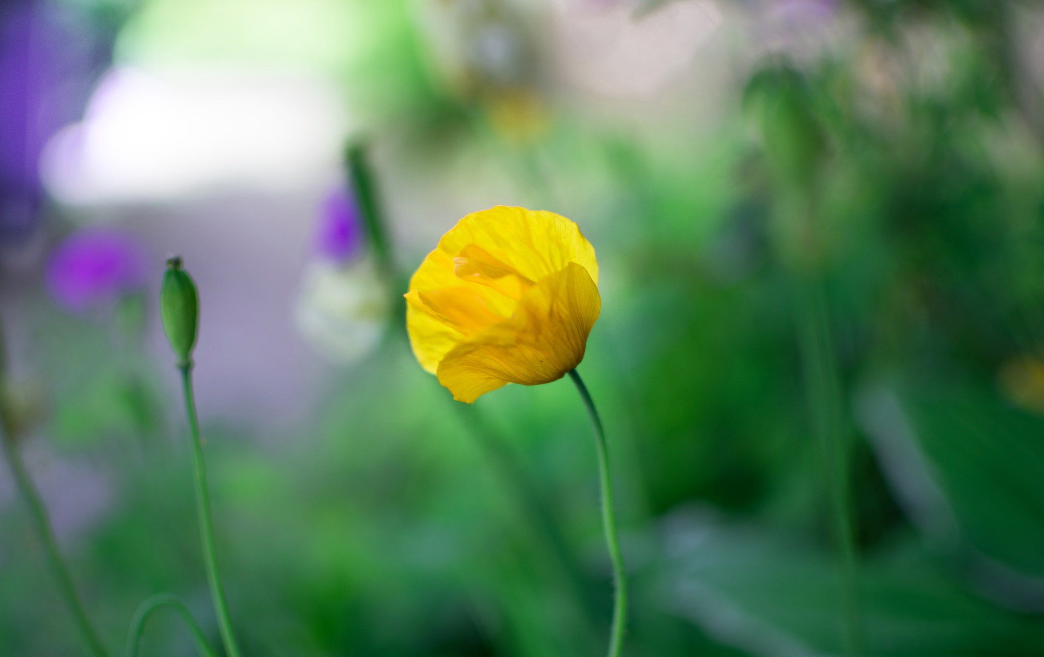 416682 Bildschirmschoner und Hintergrundbilder Blumen auf Ihrem Telefon. Laden Sie  Bilder kostenlos herunter