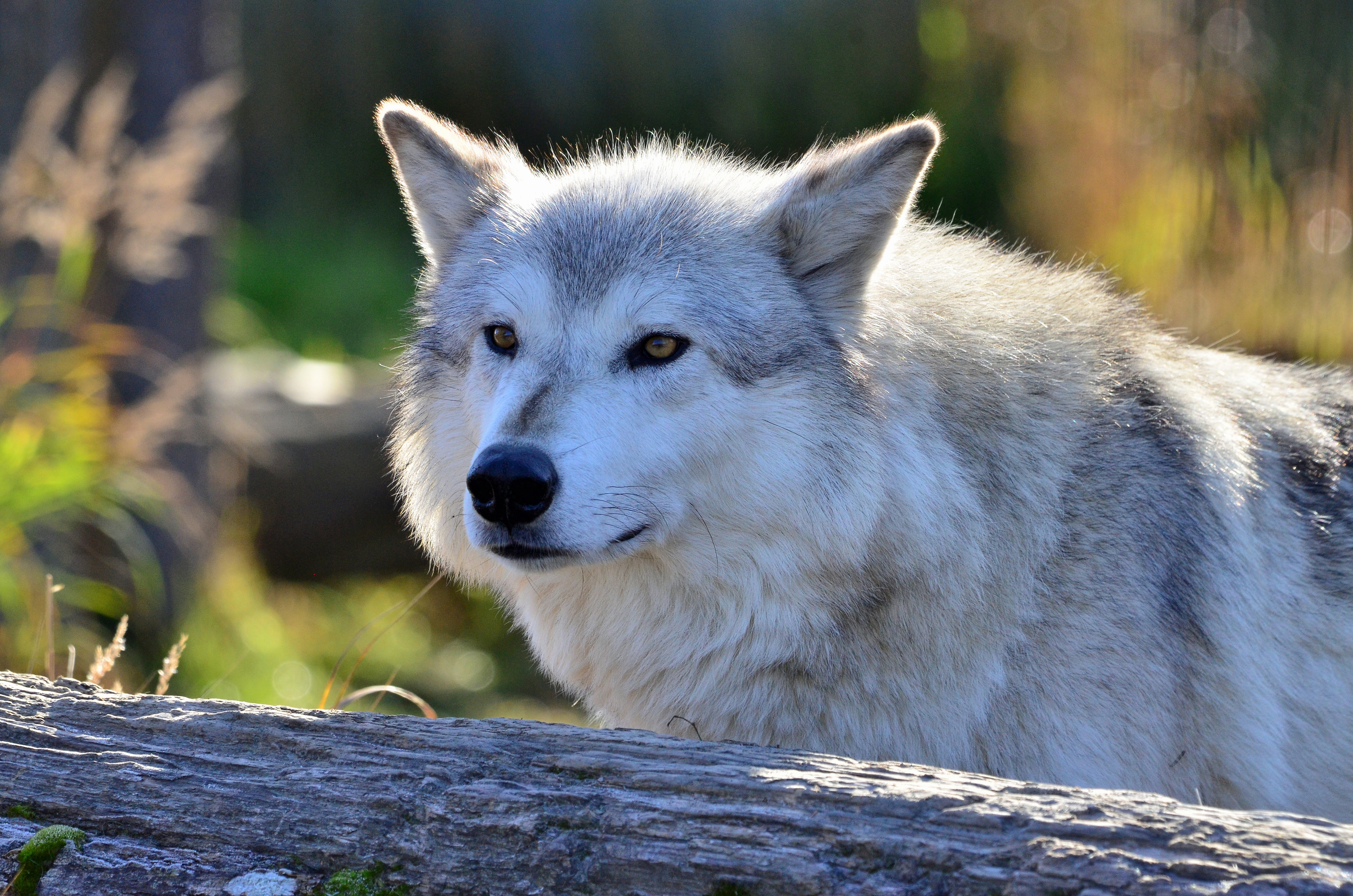 Descarga gratuita de fondo de pantalla para móvil de Animales, Lobo, Wolves.