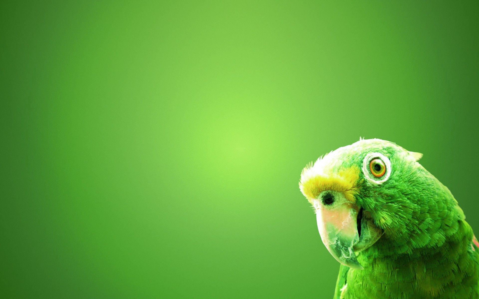 Download mobile wallpaper Beak, Bird, Parrots, Background, Minimalism for free.