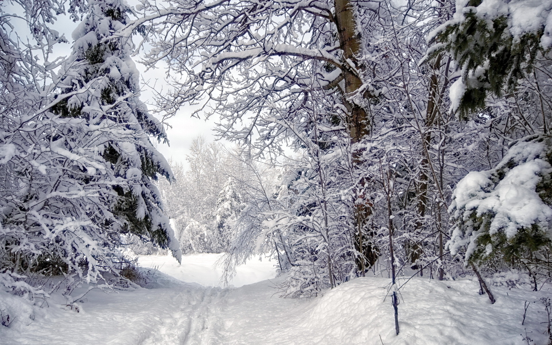 Baixar papel de parede para celular de Inverno, Terra/natureza gratuito.