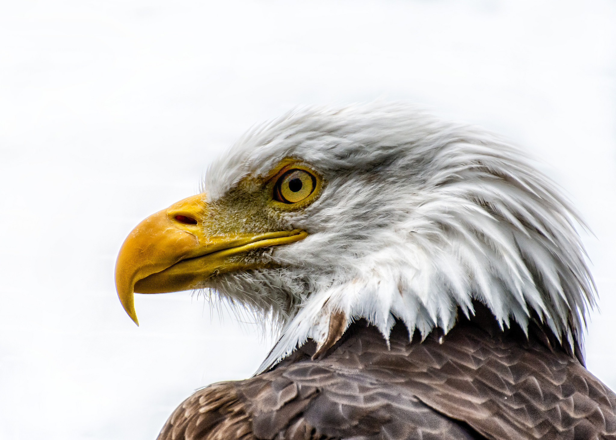 Download mobile wallpaper Birds, Animal, Eagle, Bald Eagle for free.