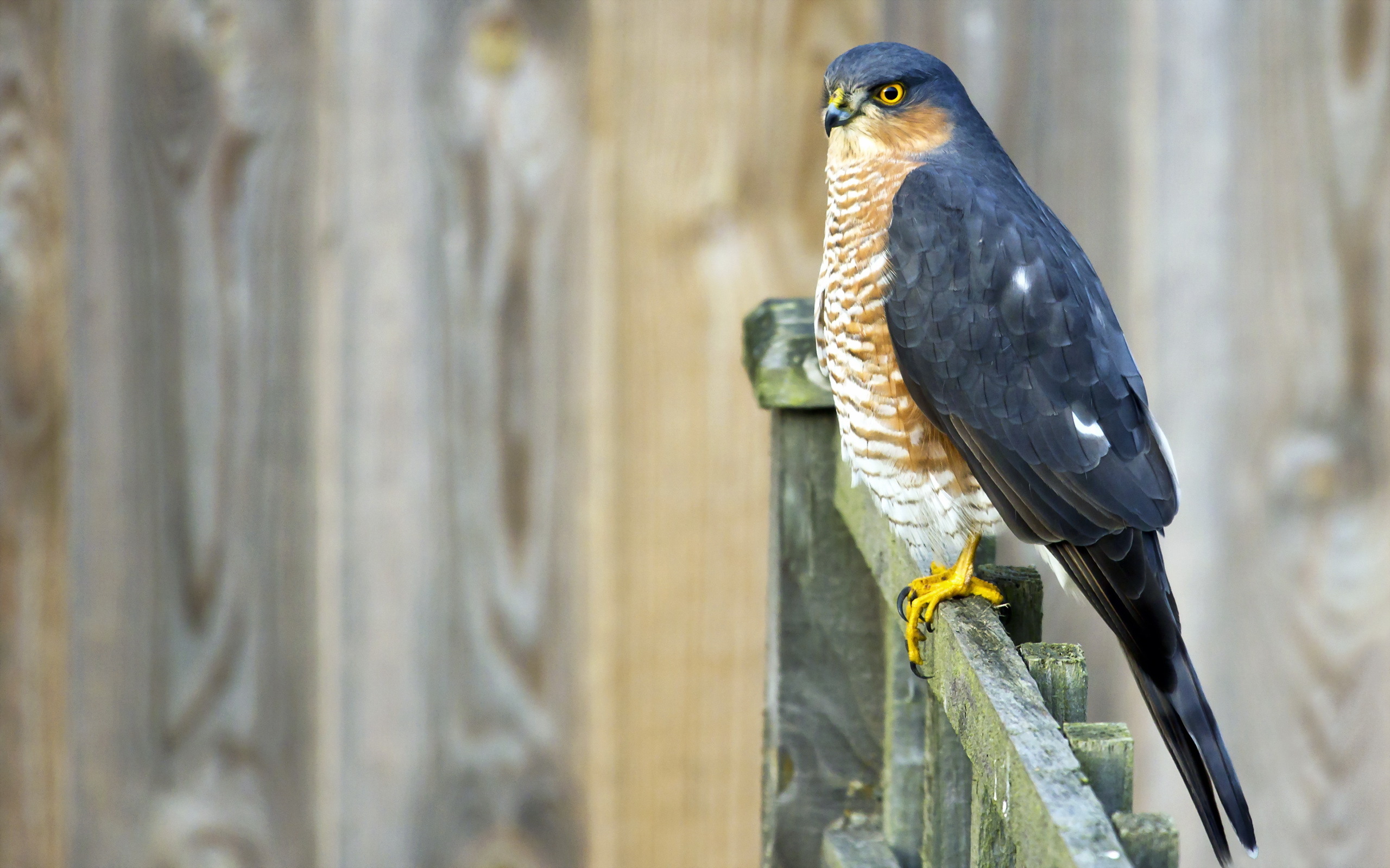 Téléchargez gratuitement l'image Animaux, Oiseau, Des Oiseaux sur le bureau de votre PC