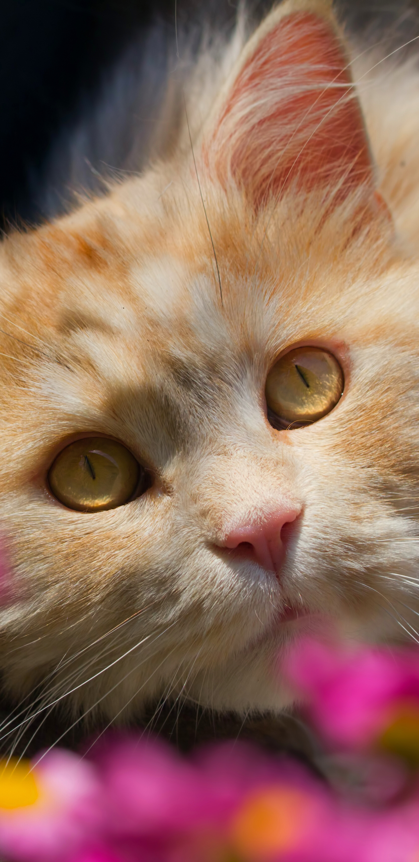 Baixe gratuitamente a imagem Animais, Gatos, Gato, Fechar Se, Enfrentar na área de trabalho do seu PC