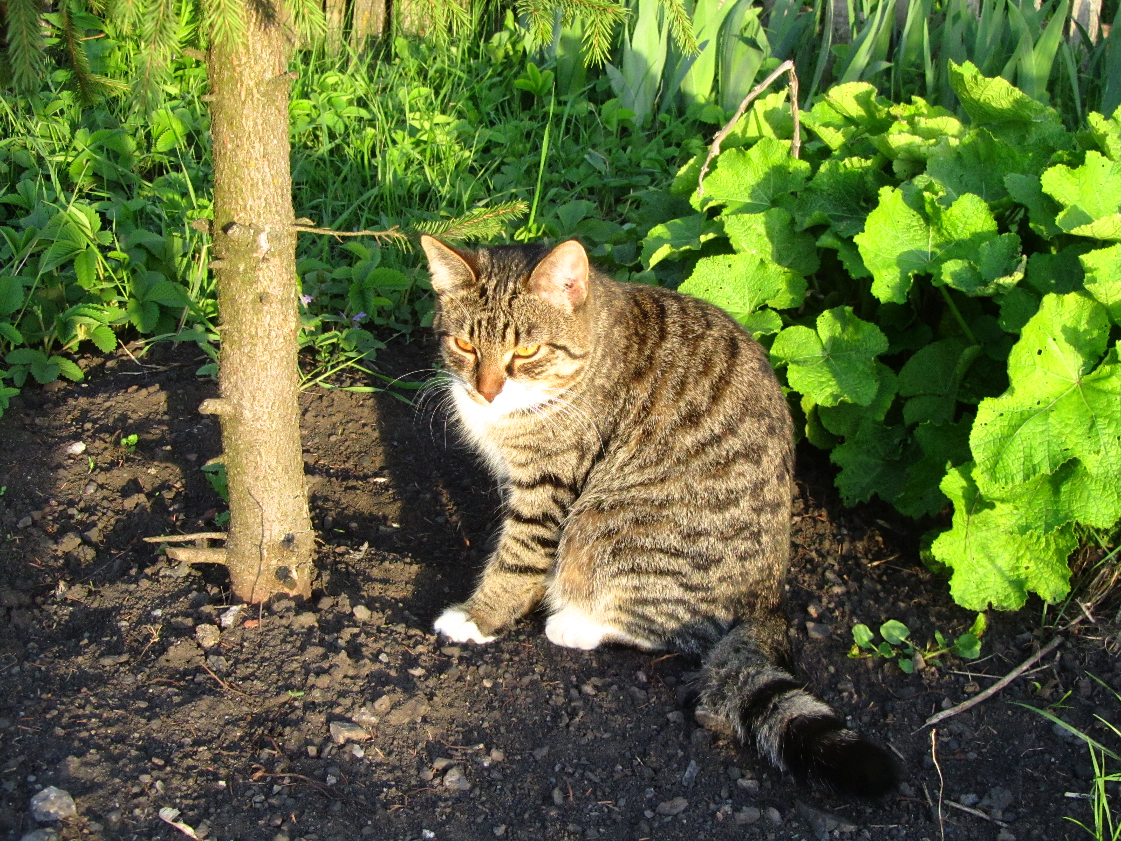 Descarga gratuita de fondo de pantalla para móvil de Animales, Gato.